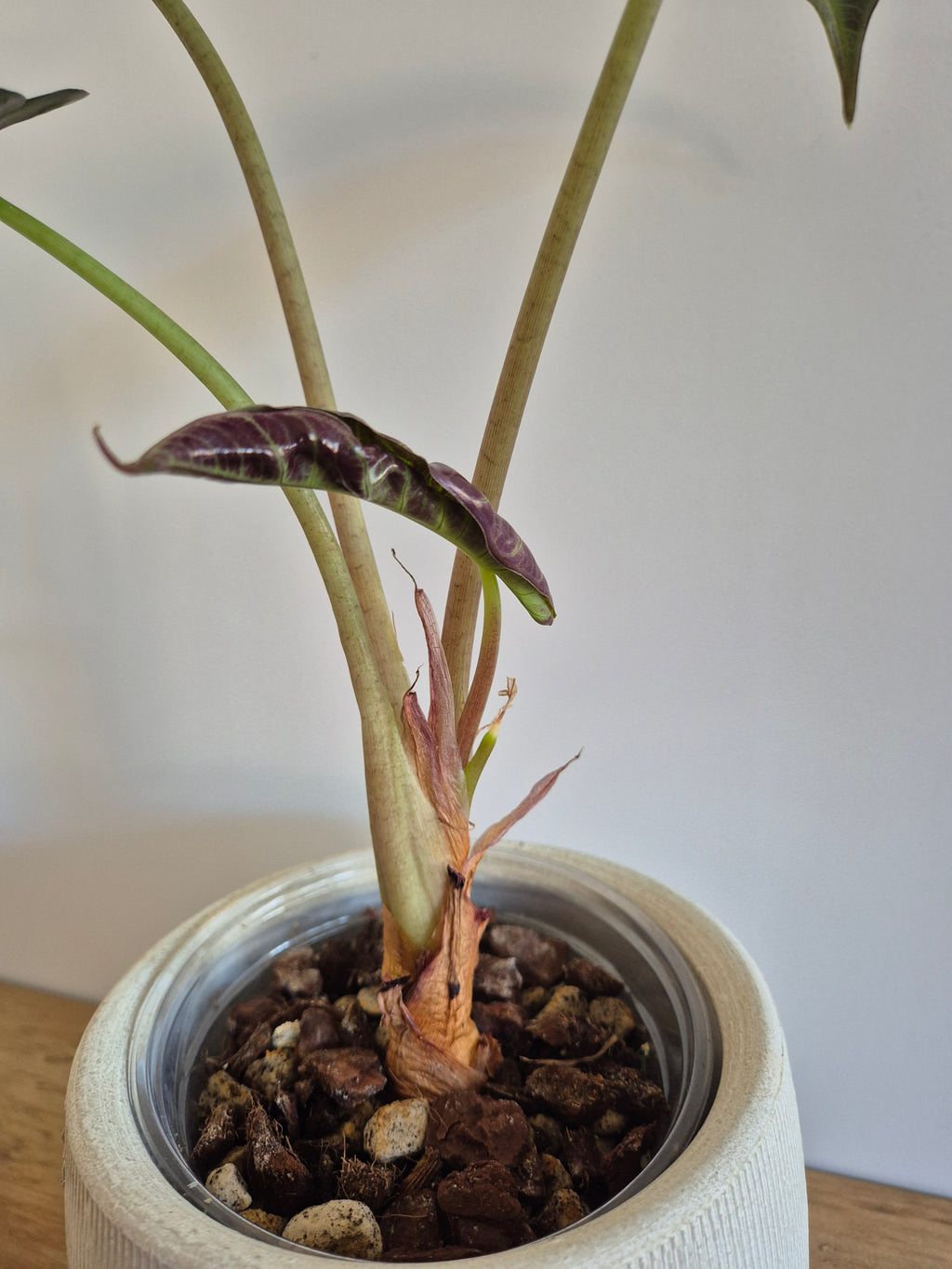 Alocasia Polly #1