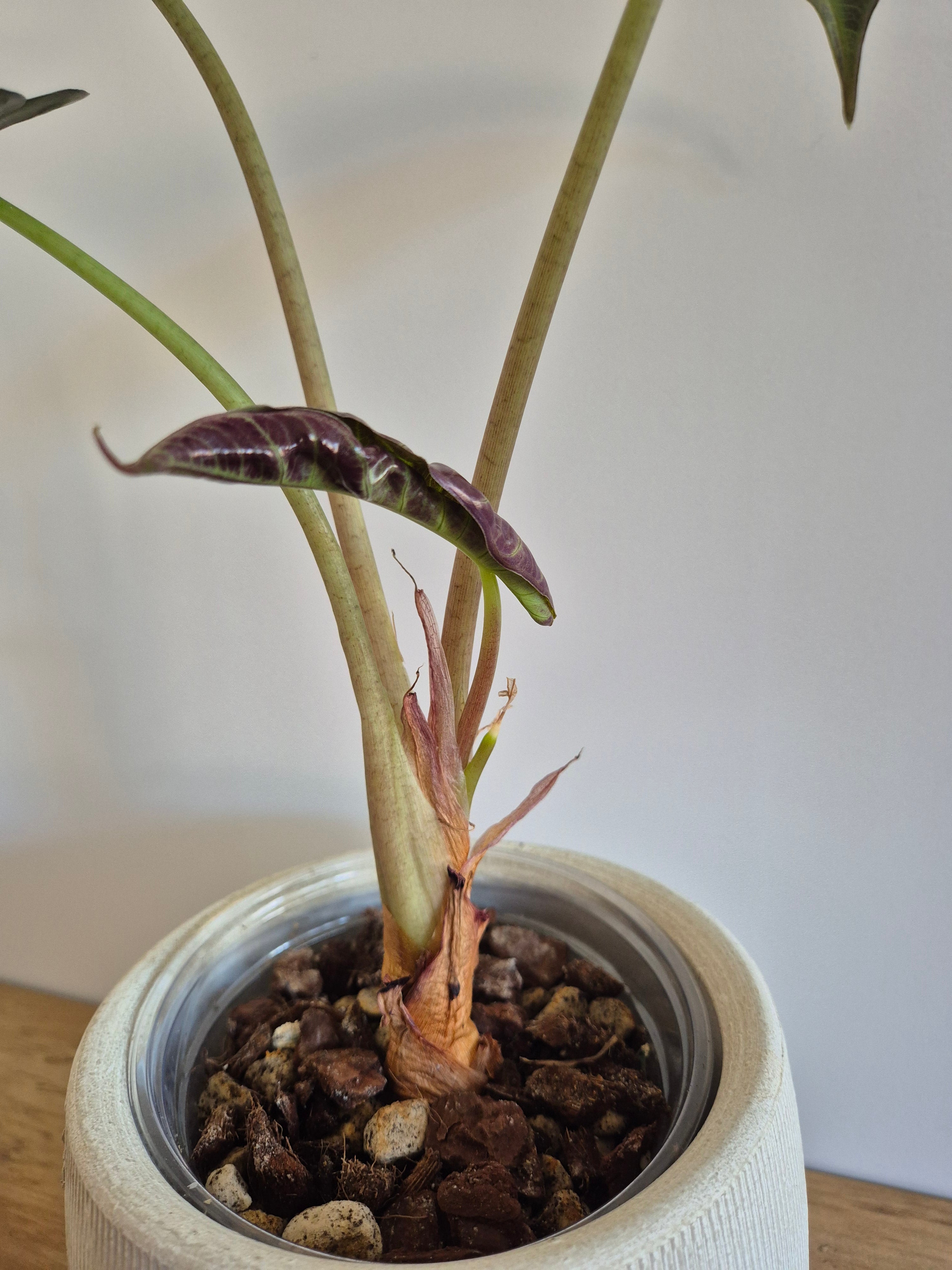 Alocasia Polly #1