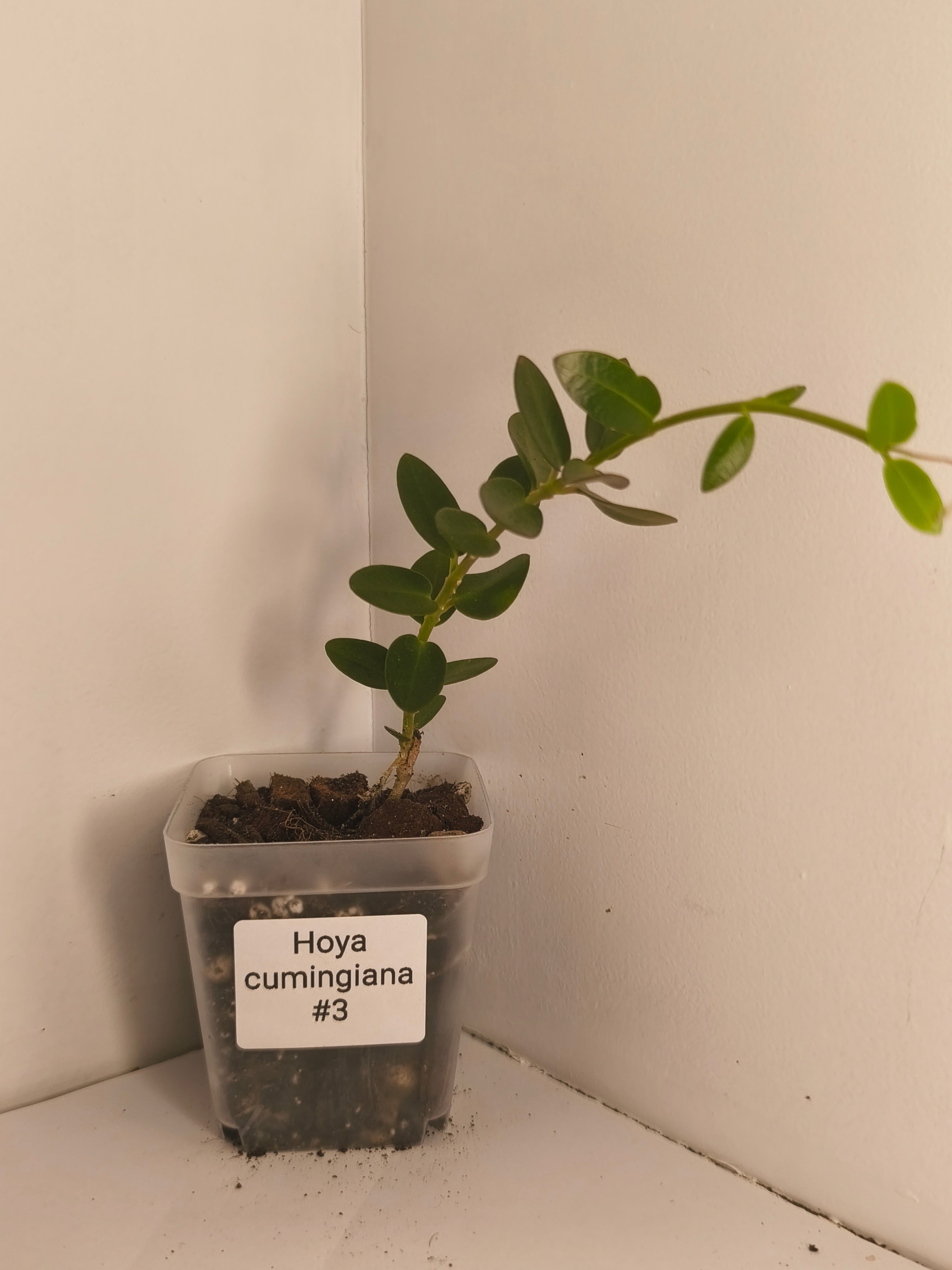 Hoya Cumingiana #3