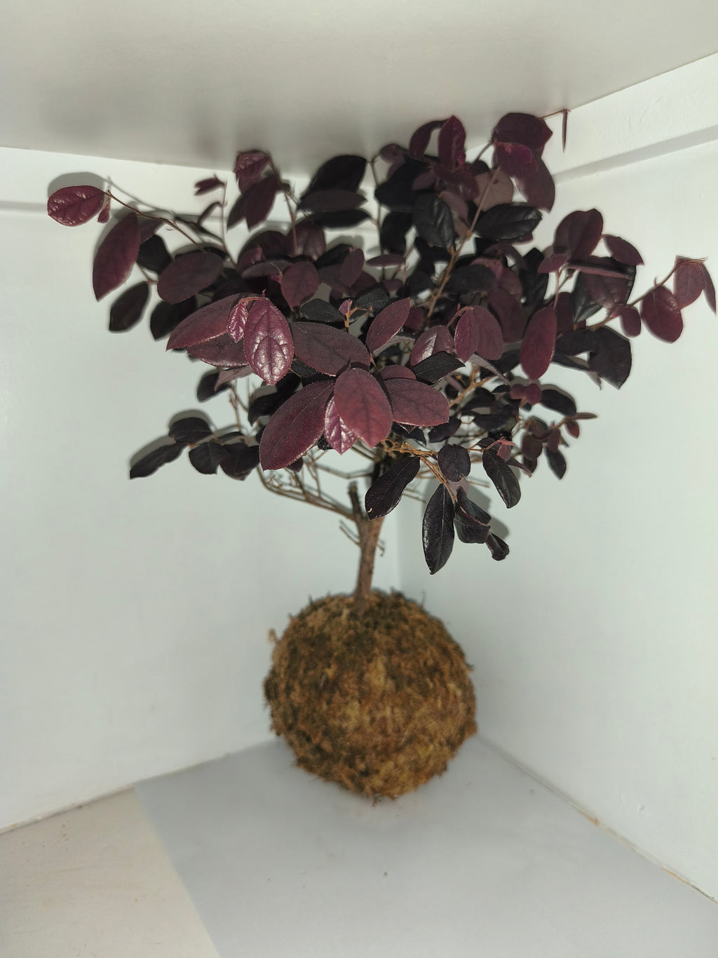 Kokedama #7