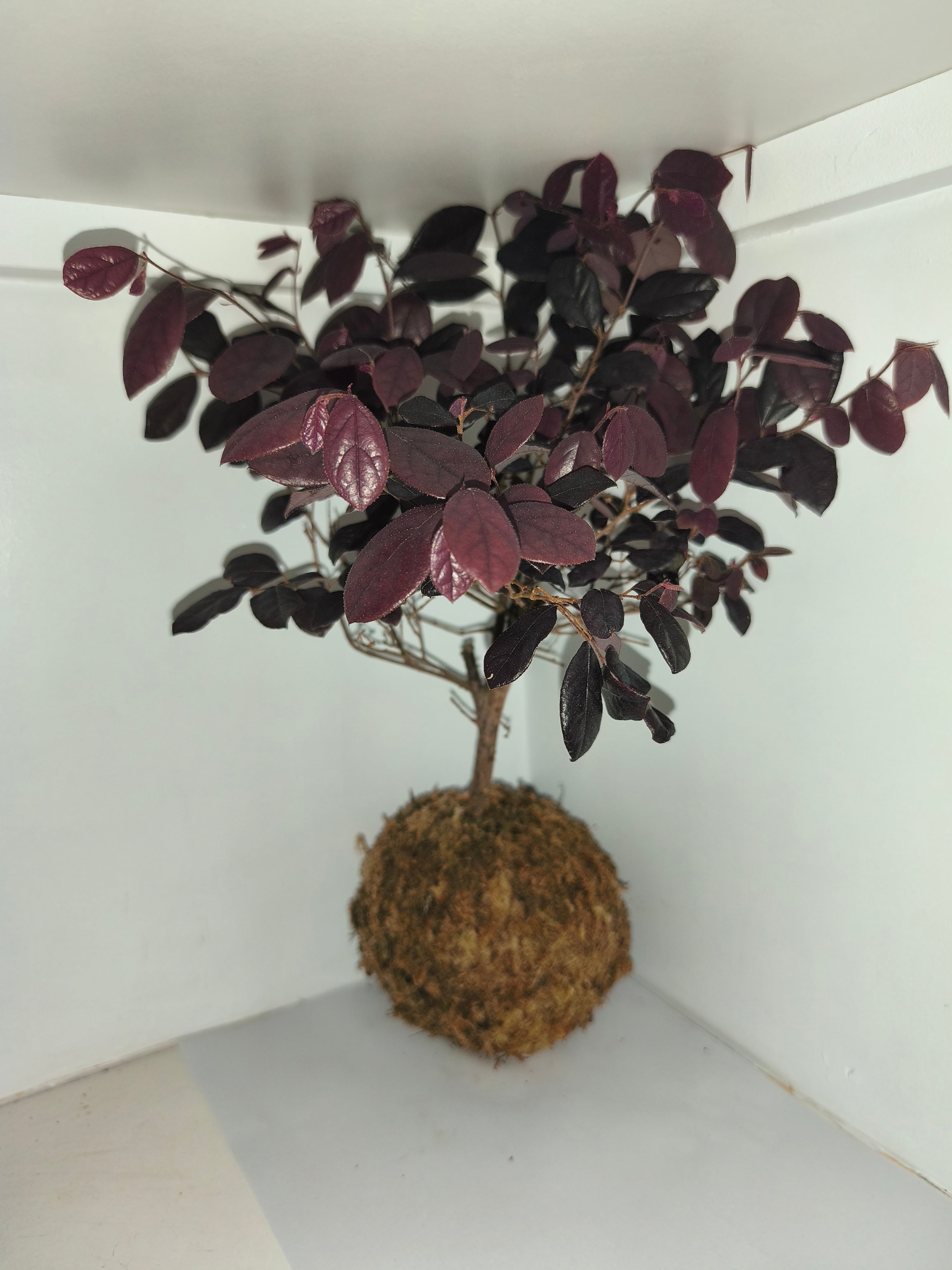 Kokedama #7