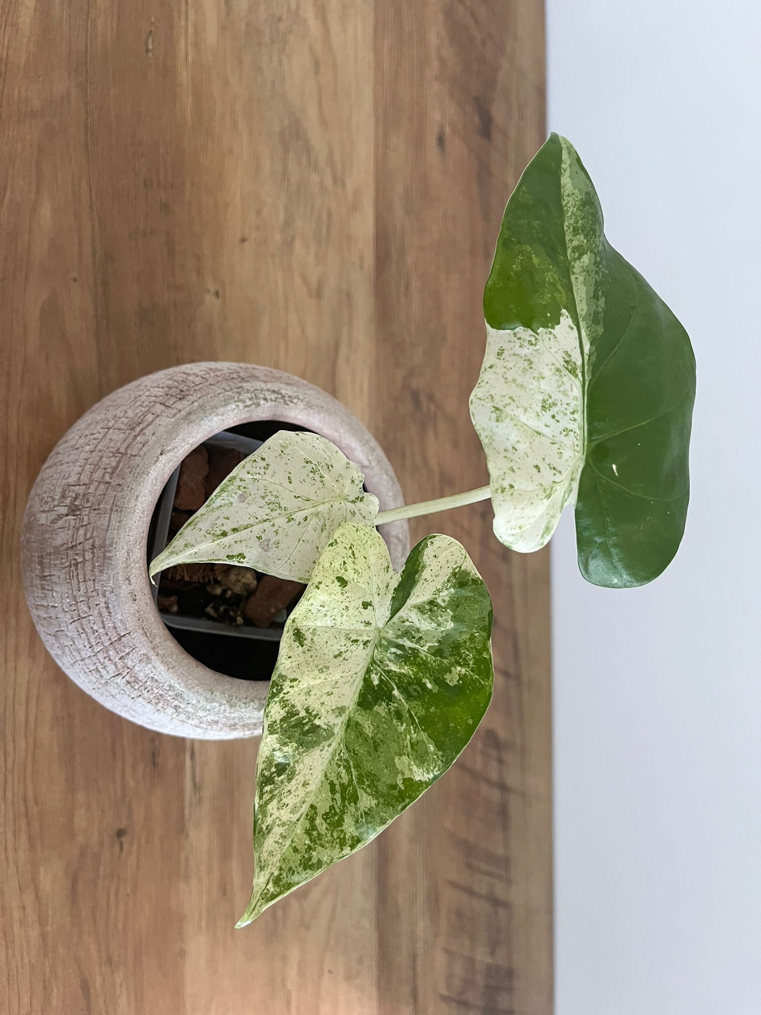 Alocasia Macrorrhiza splash #10