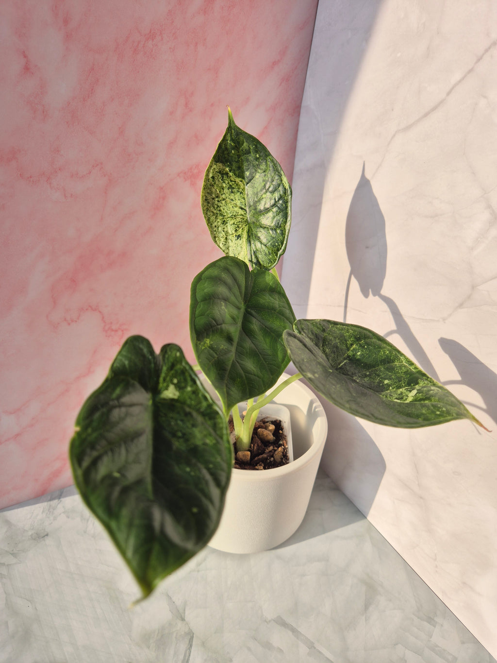 Alocasia Dragon Scale mint #6