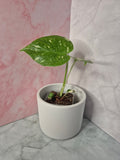 Monstera Thai Constellation #12