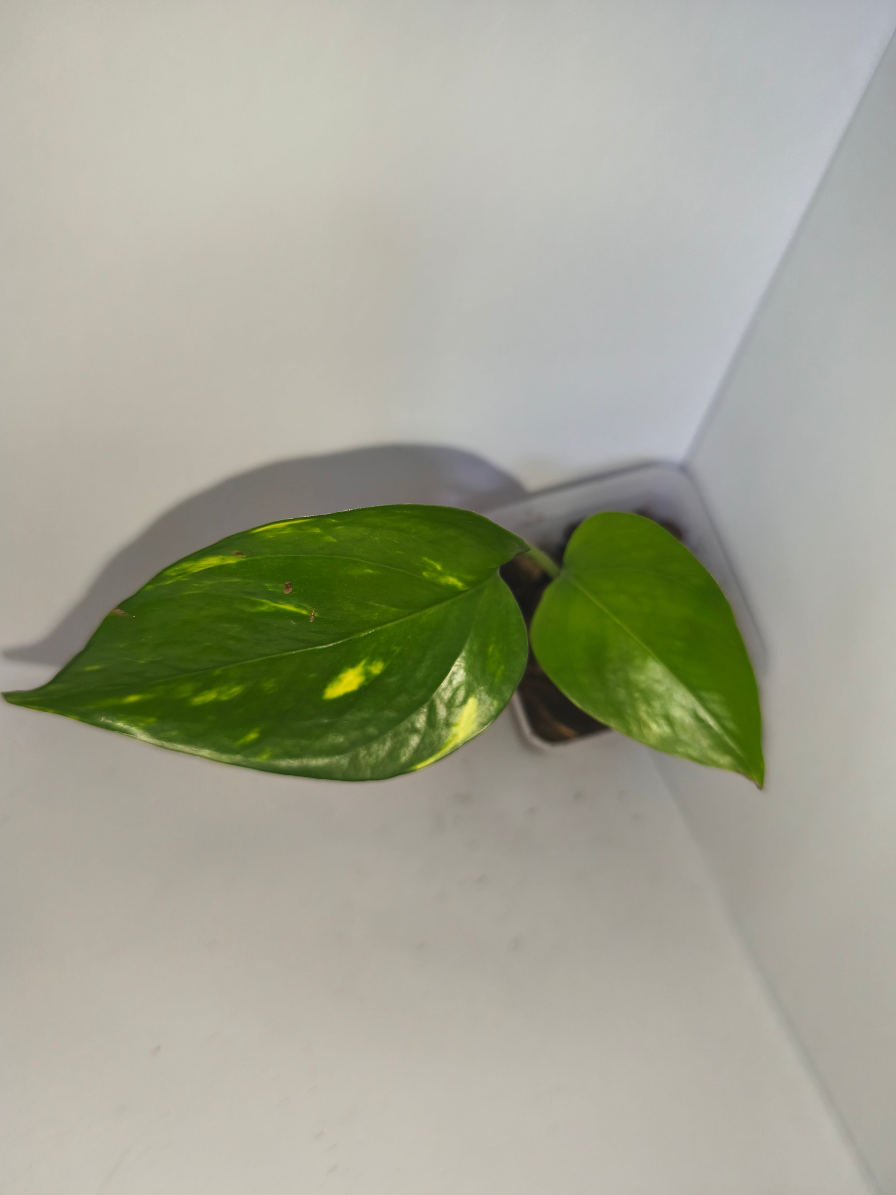 Epipremnum aureum #14