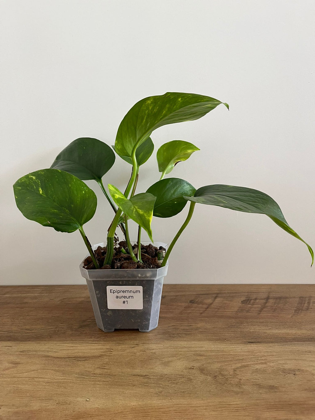 Epipremnum aureum #1