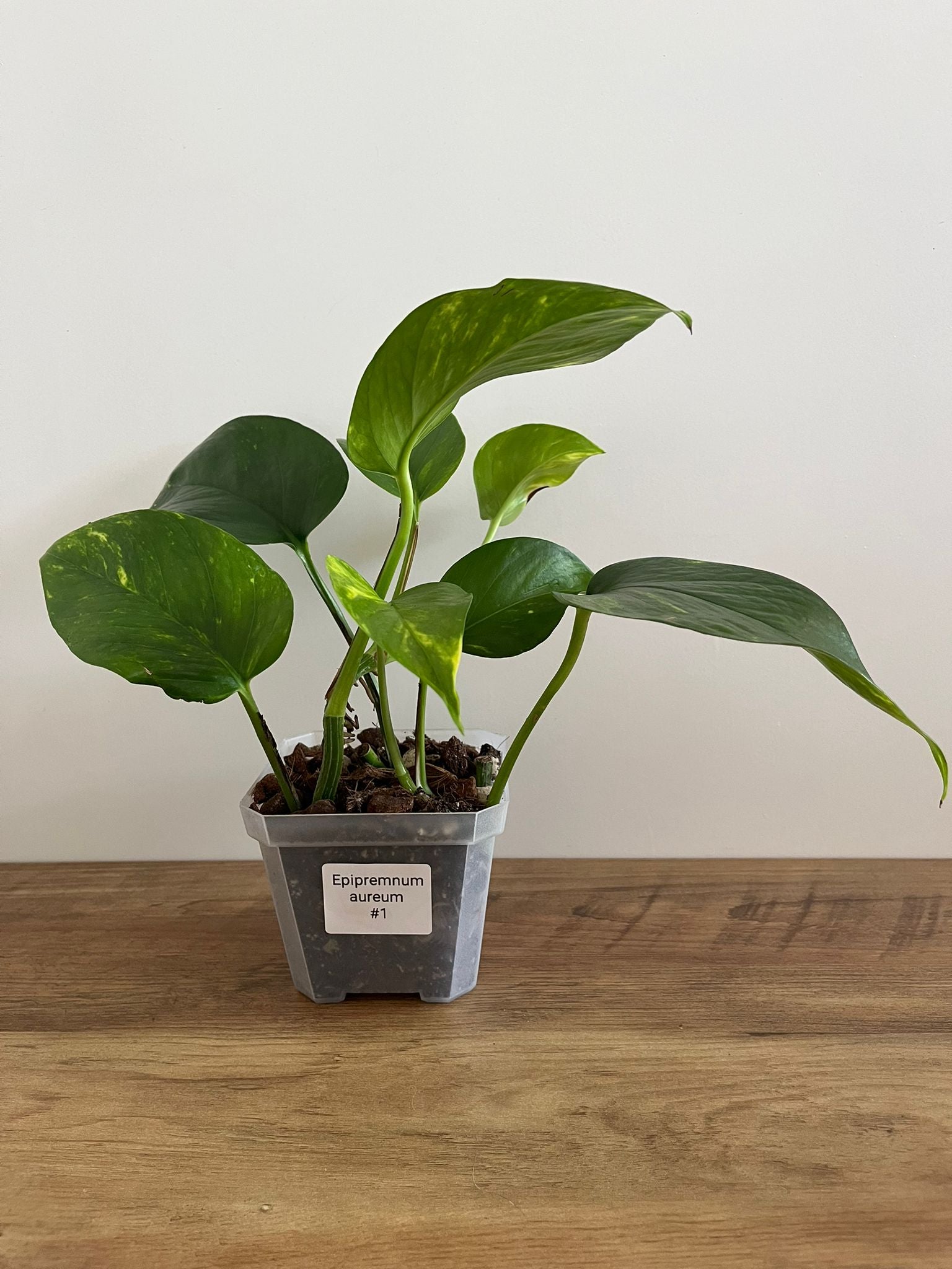 Epipremnum aureum #1