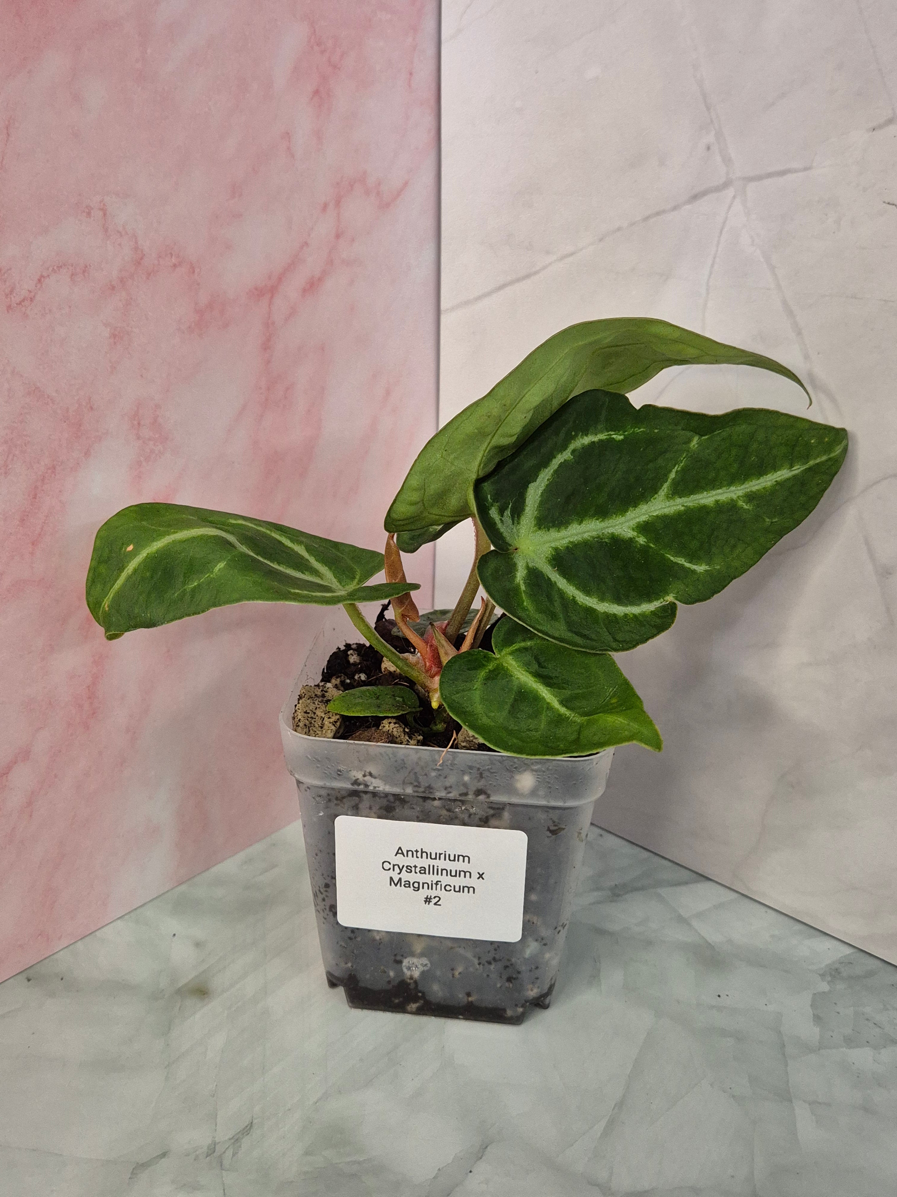 Anthurium Crystallinum x Magnificum #2
