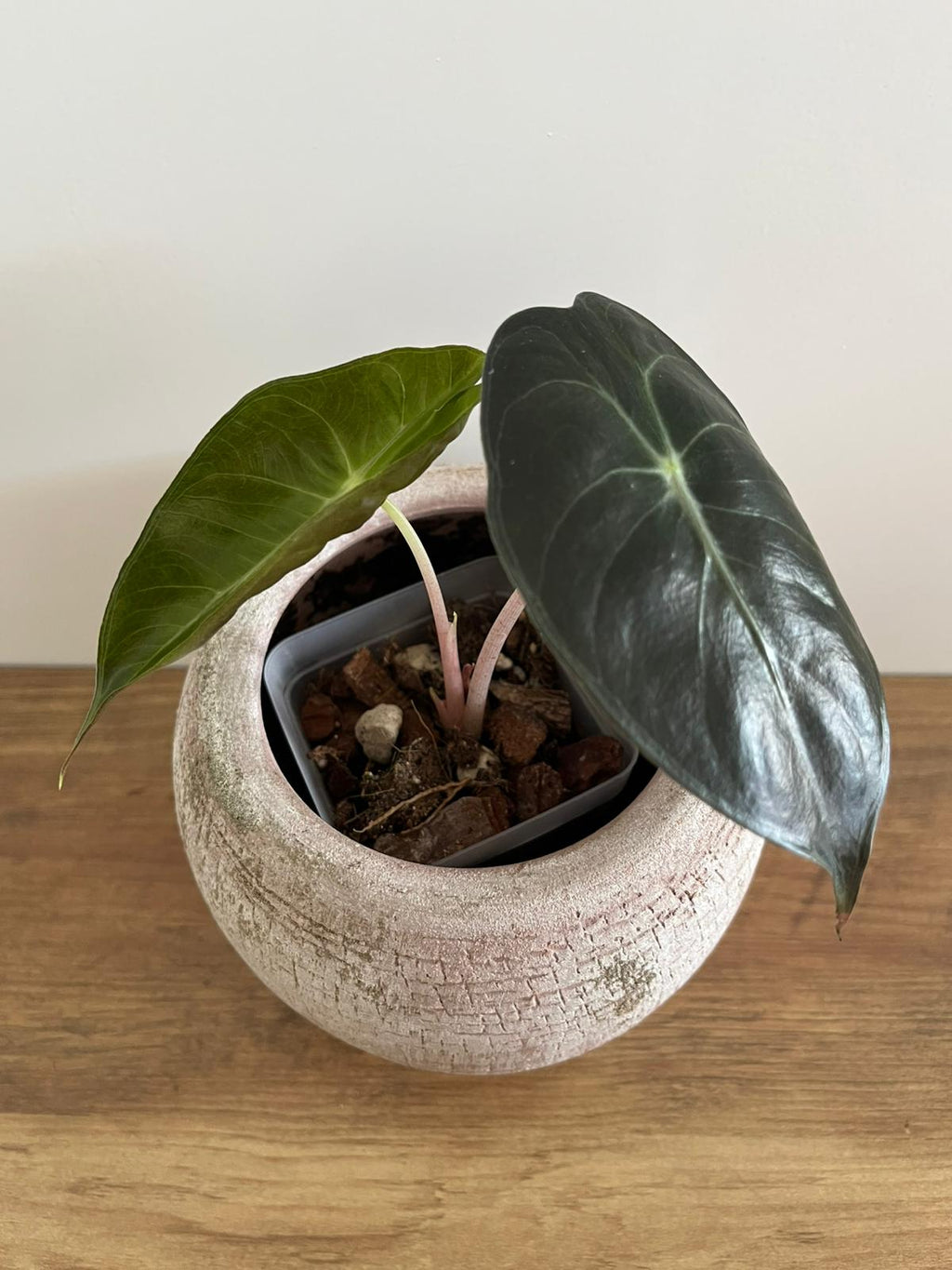 Alocasia Pink Dragon #6