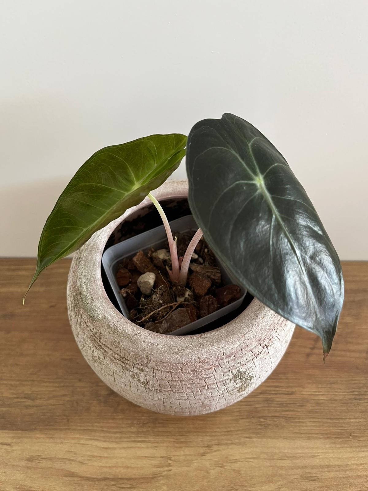 Alocasia Pink Dragon #6