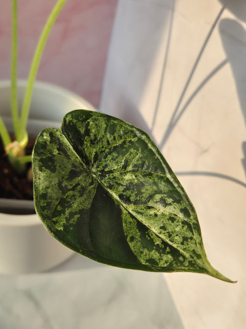 Alocasia Dragon Scale mint #3