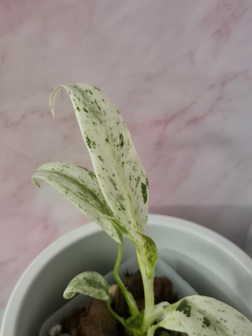 Rhaphidophora Puberula Variegata #15