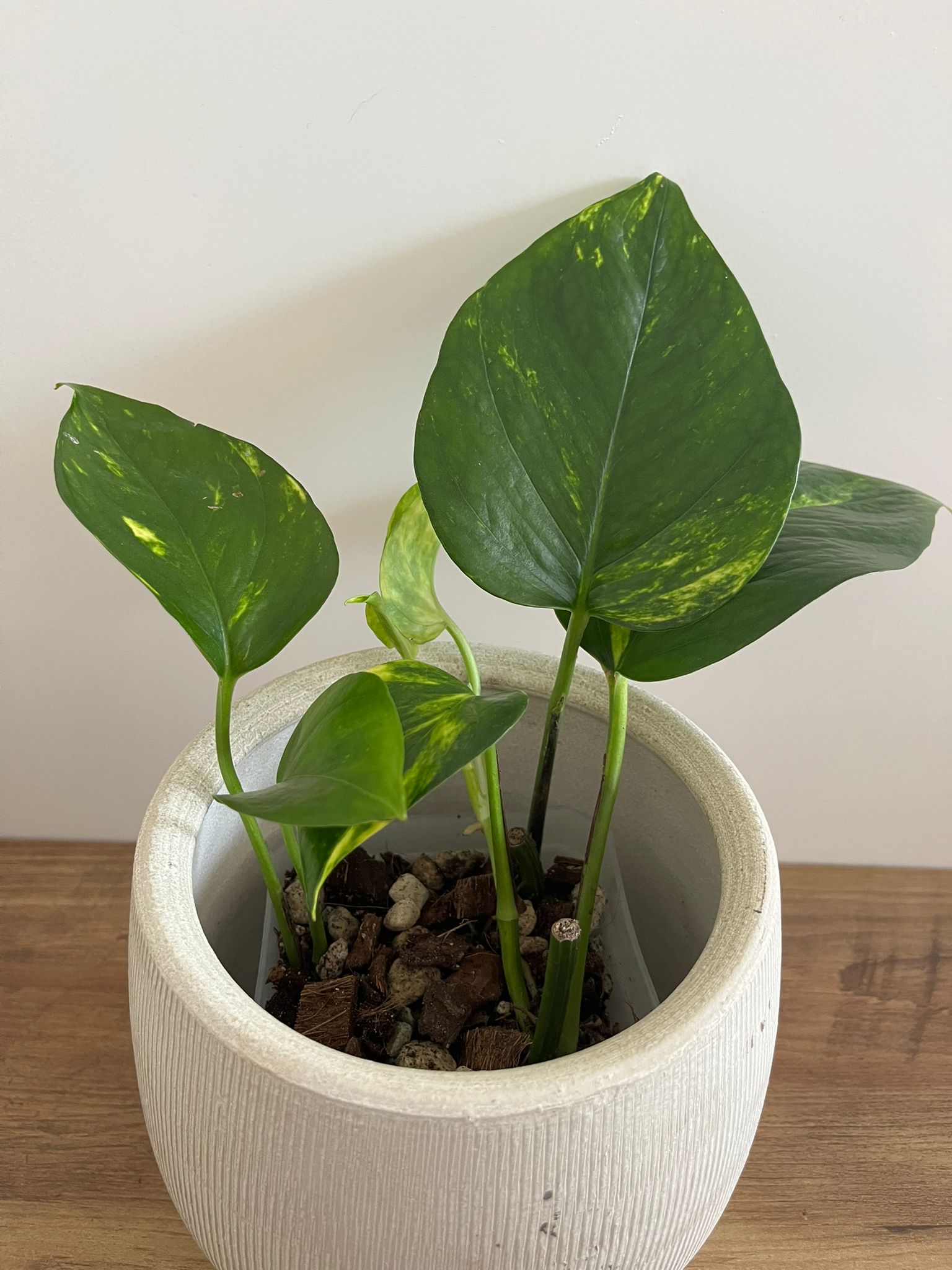 Epipremnum aureum #3