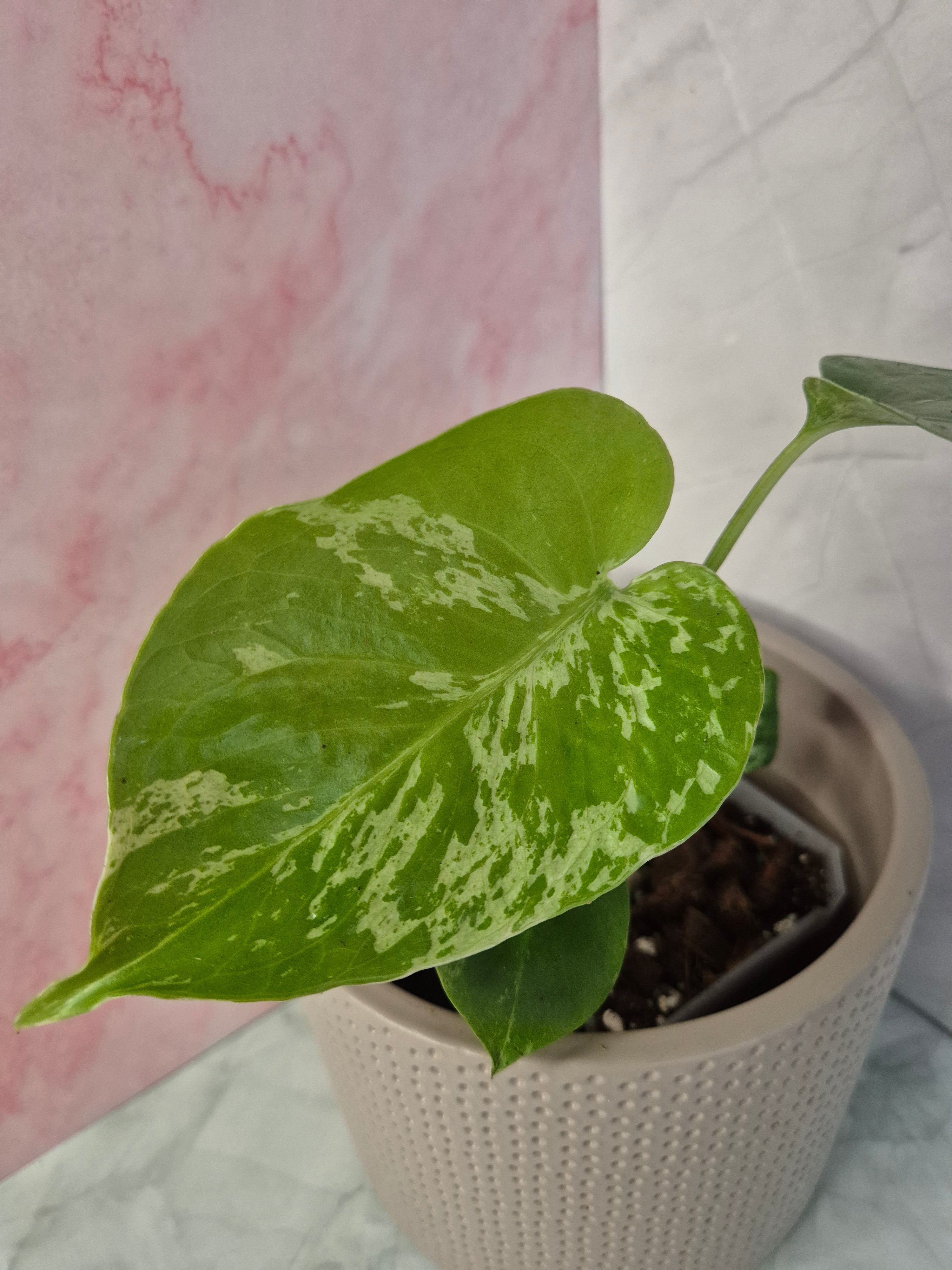 Monstera Deliciosa Bulbasaur #2