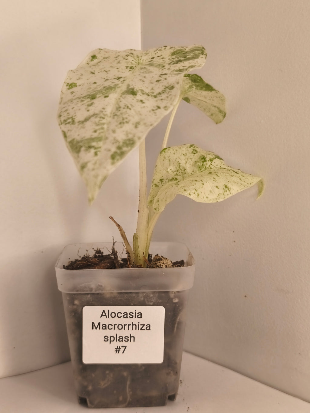 Alocasia Macrorrhiza Splash #7