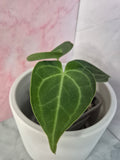 Anthurium Clarinervium #2