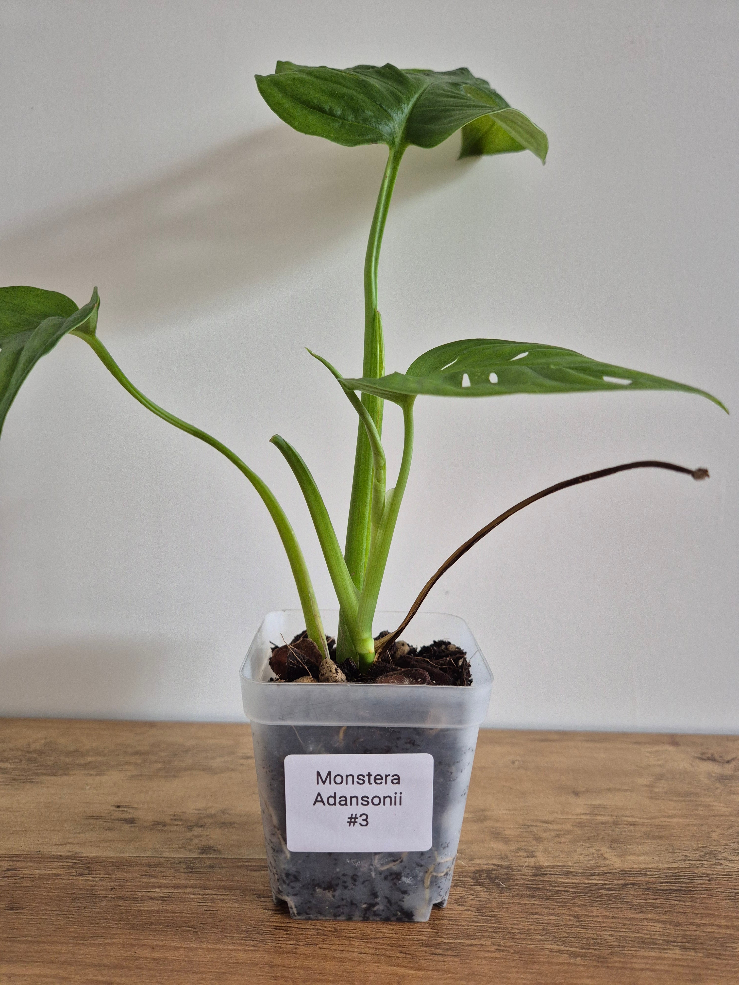 Monstera Adansonii #3