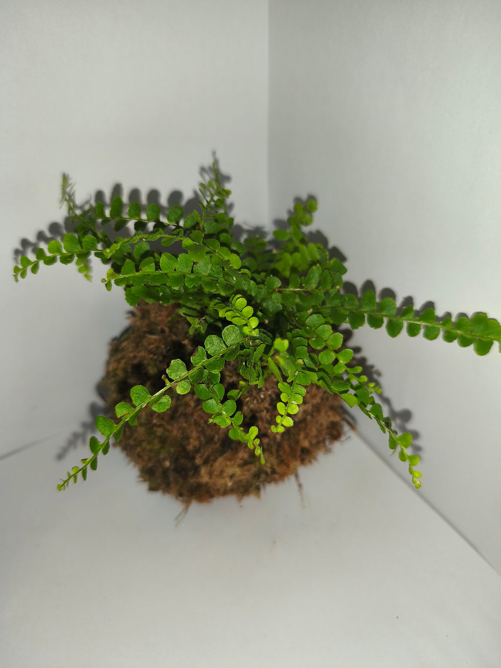 Kokedama #5