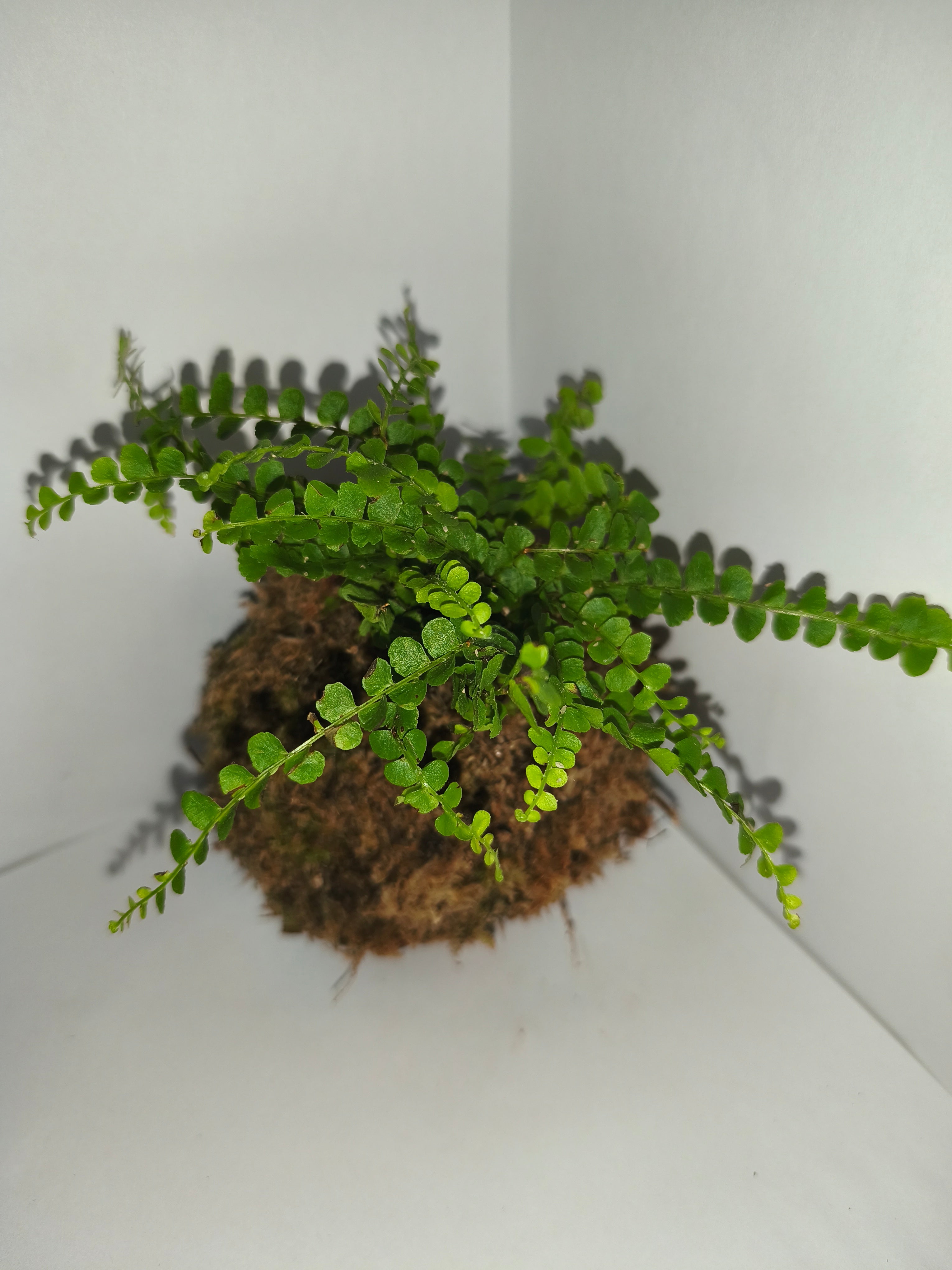 Kokedama #5