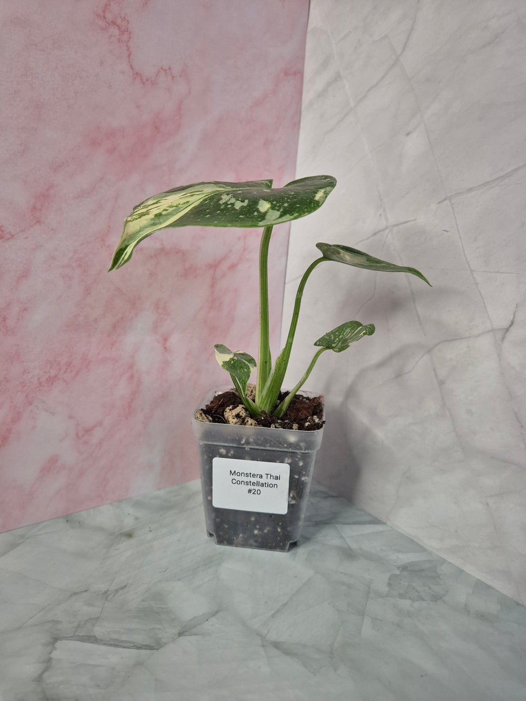 Monstera Thai Constellation #20
