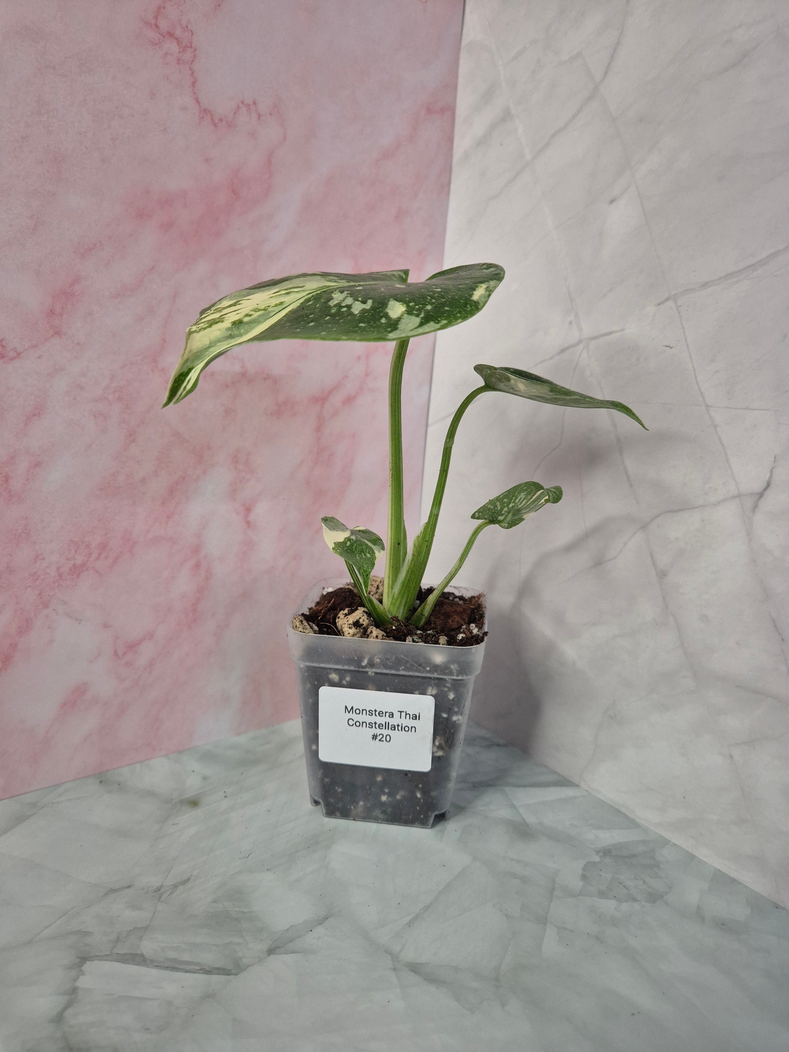 Monstera Thai Constellation #20