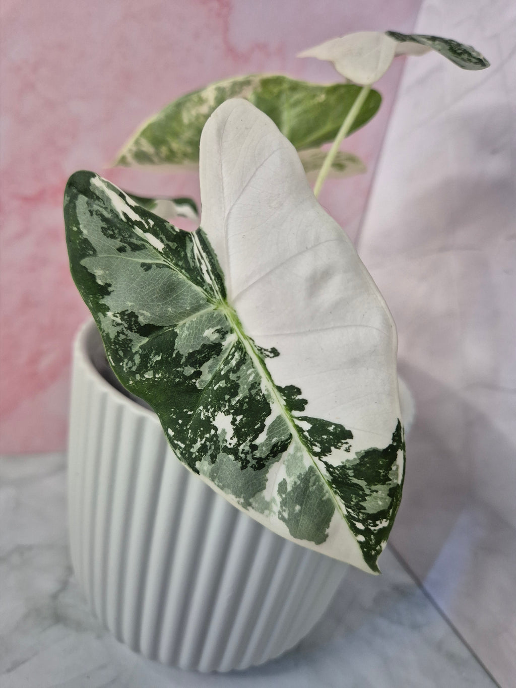 Alocasia Micholitziana Frydek Variegated #7