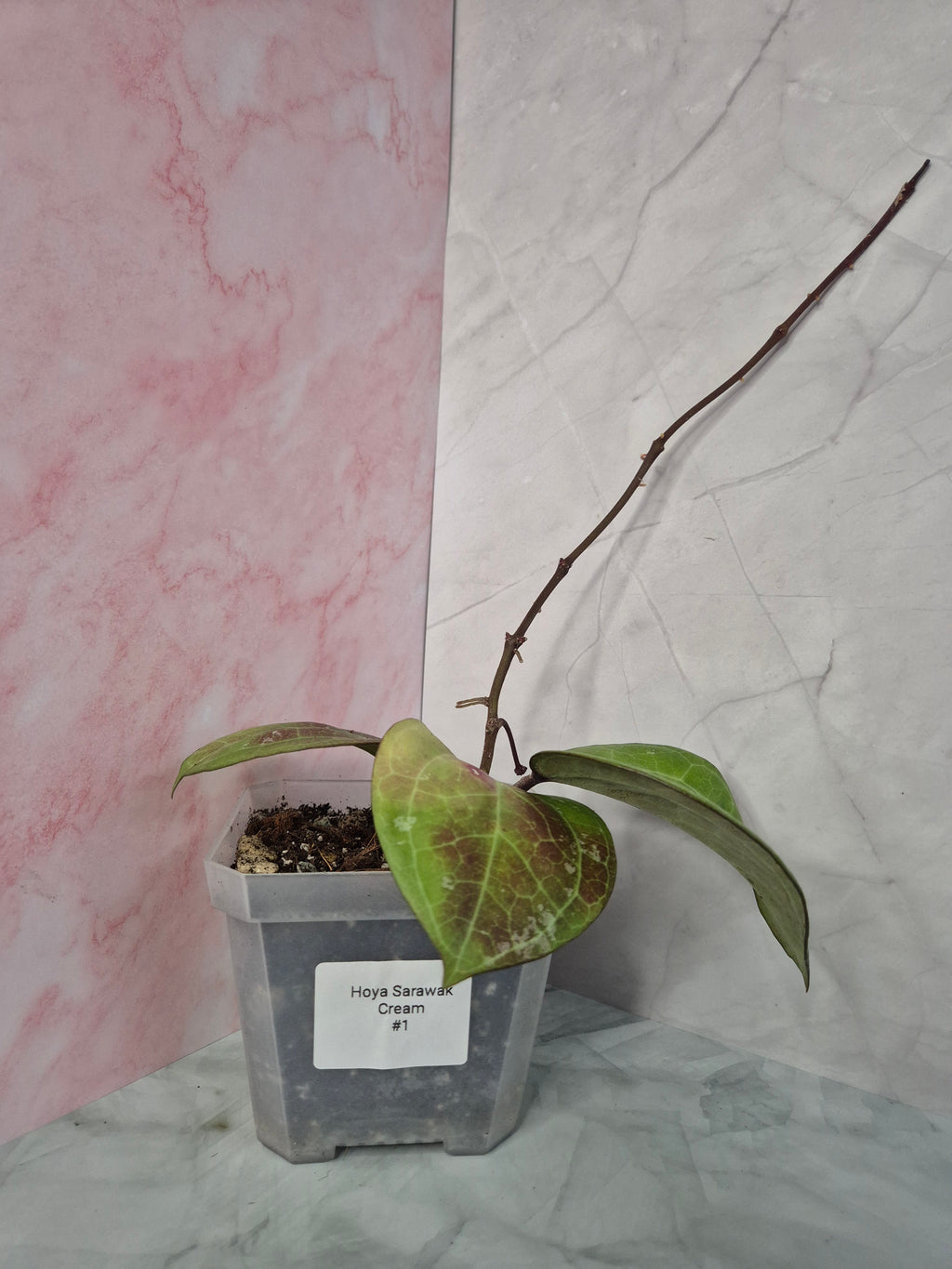 Hoya Sarawak Cream #1