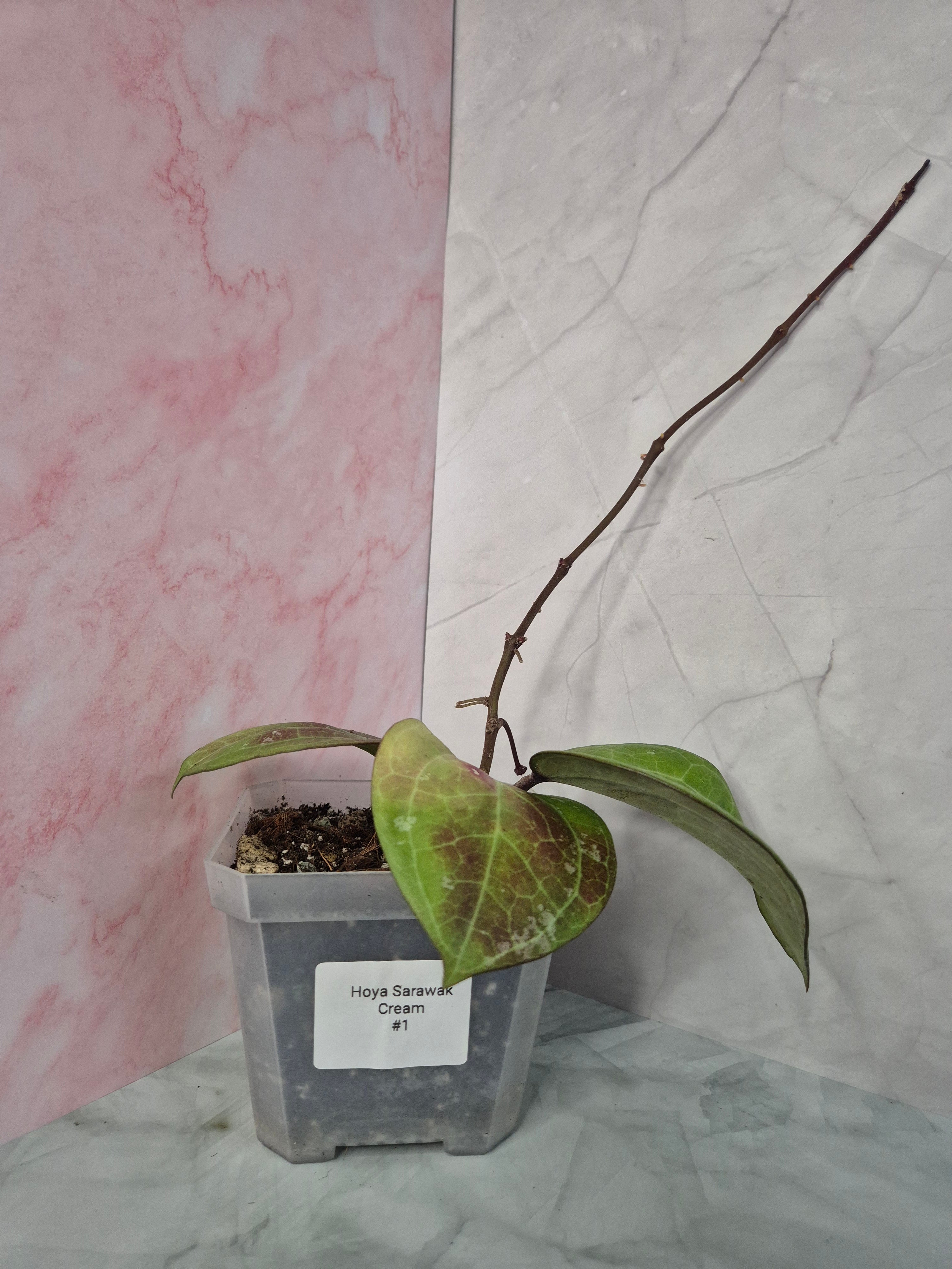 Hoya Sarawak Cream #1