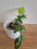 Monstera minima #1 (Rhaphidophora Tetrasperma)