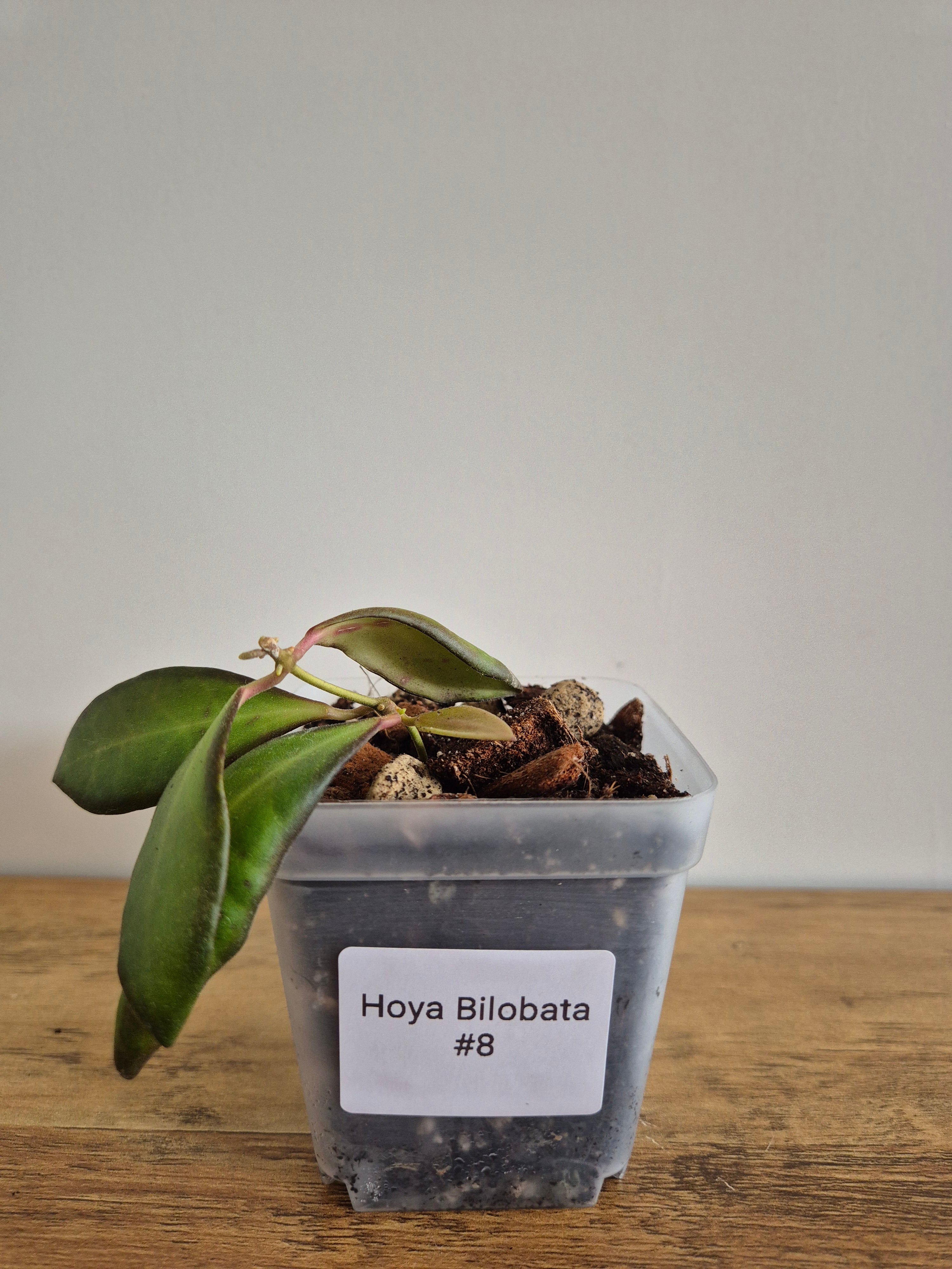 Hoya Bilobata #8