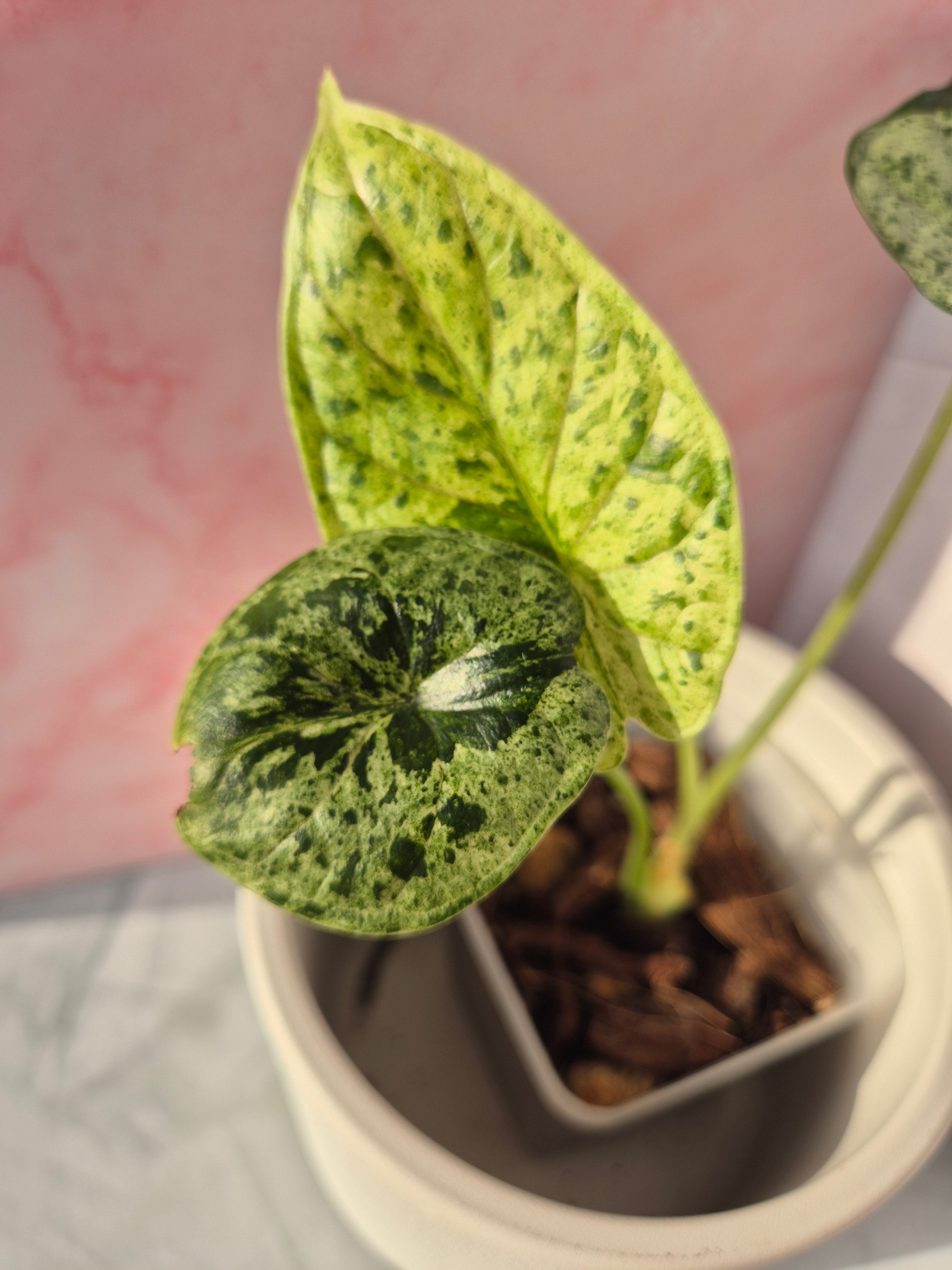Alocasia Dragon Scale munt #5