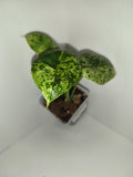 Alocasia Dragon Scale mint #1