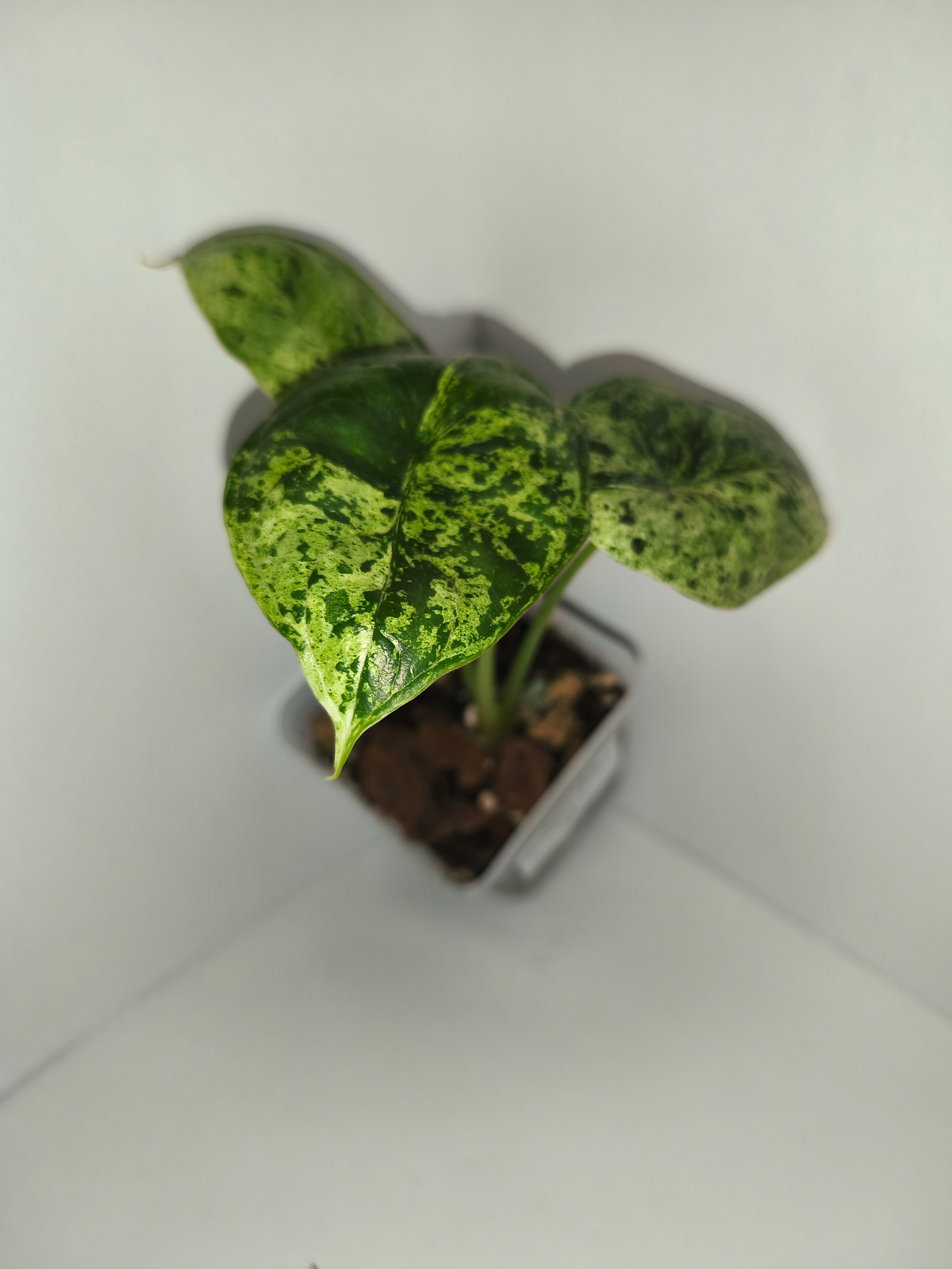 Alocasia Dragon Scale mint #1