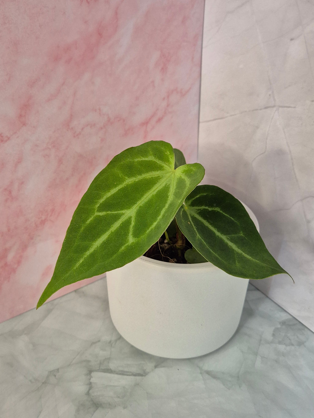 Anthurium Magnificum #2