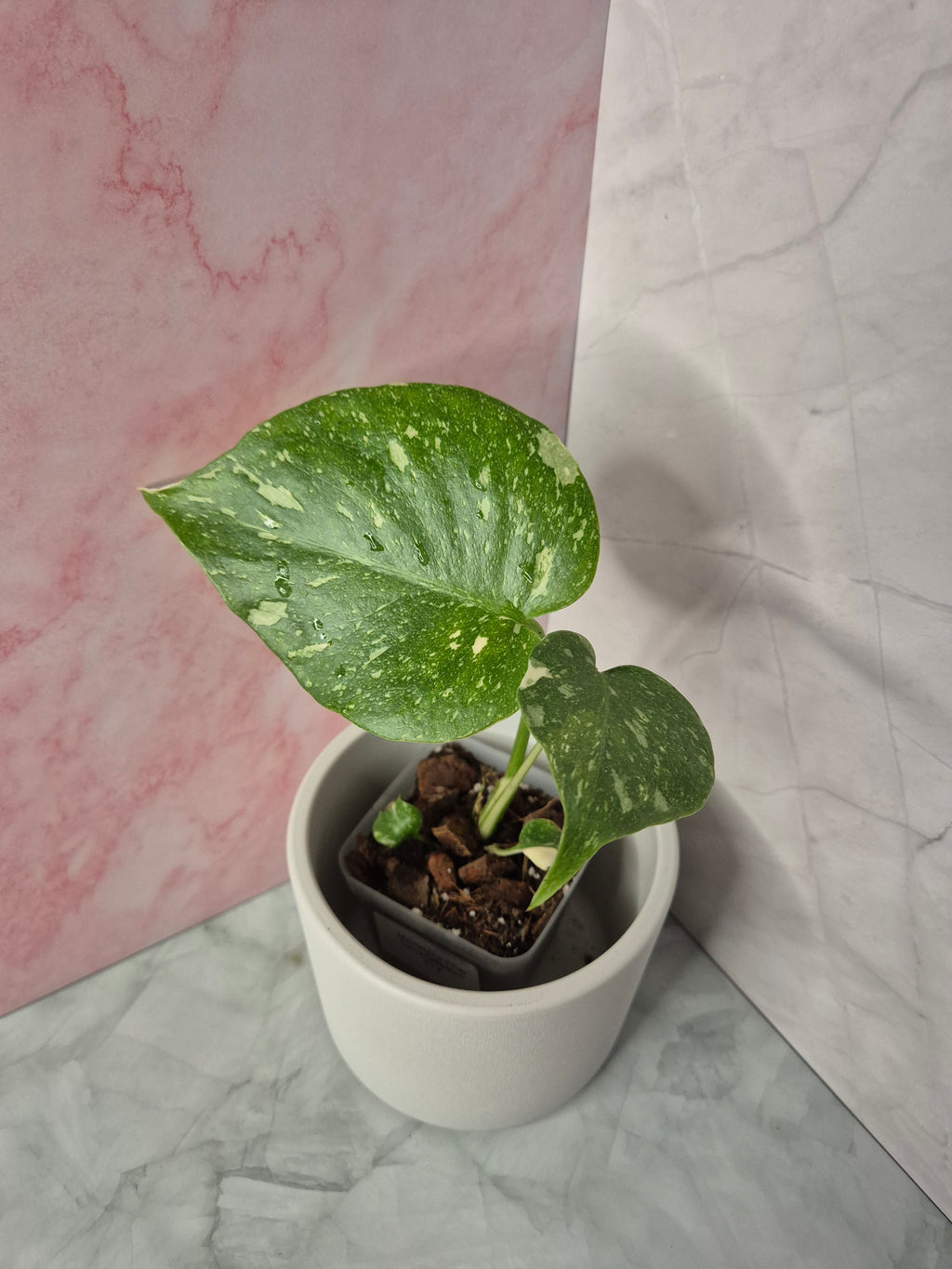 Monstera Thai Constellation #12