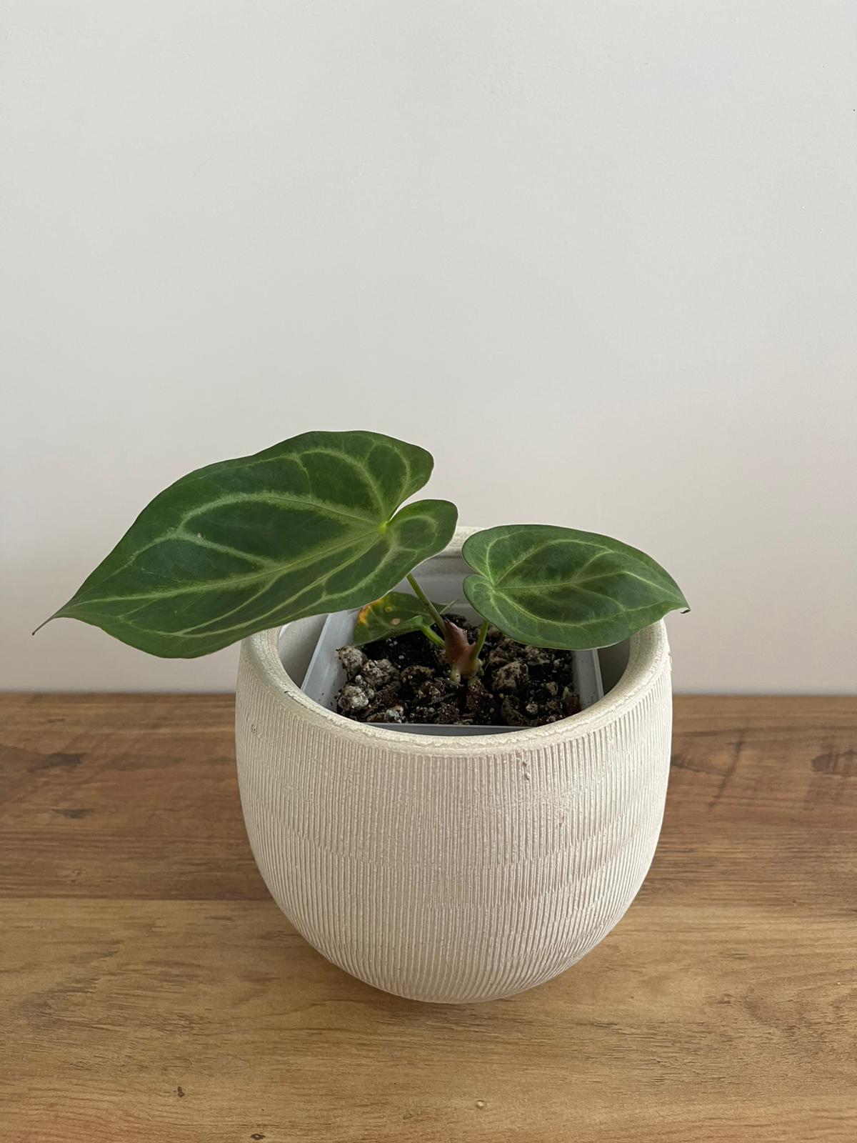 Anthurium Crystallinum Nr. 3