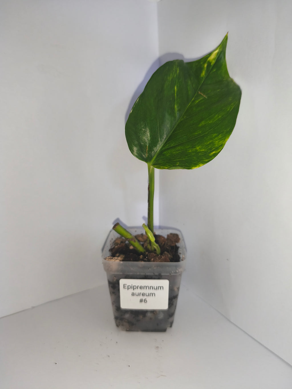 Epipremnum aureum #6