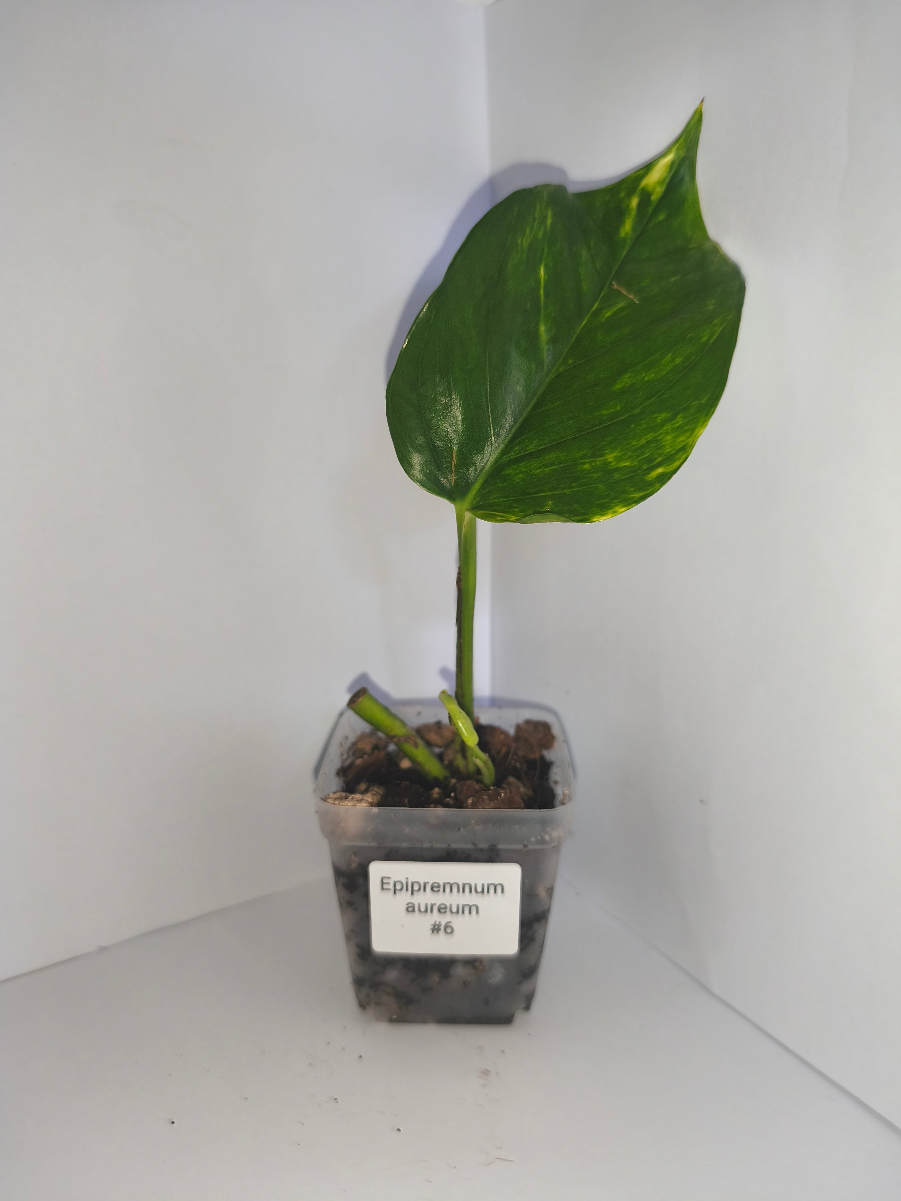 Epipremnum aureum #6