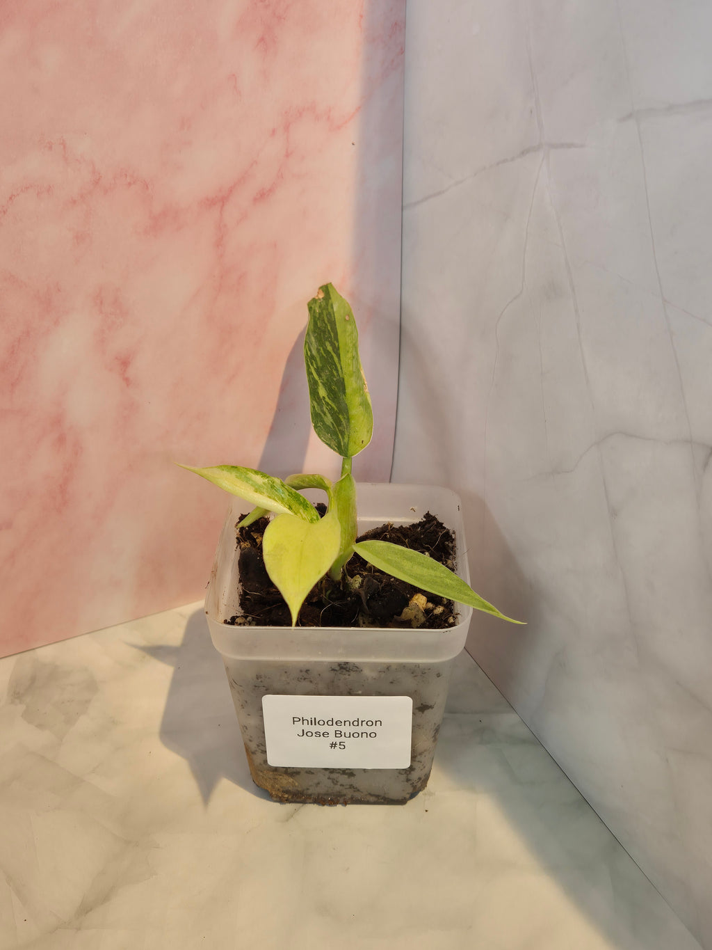 Philodendron Jose Buono #5