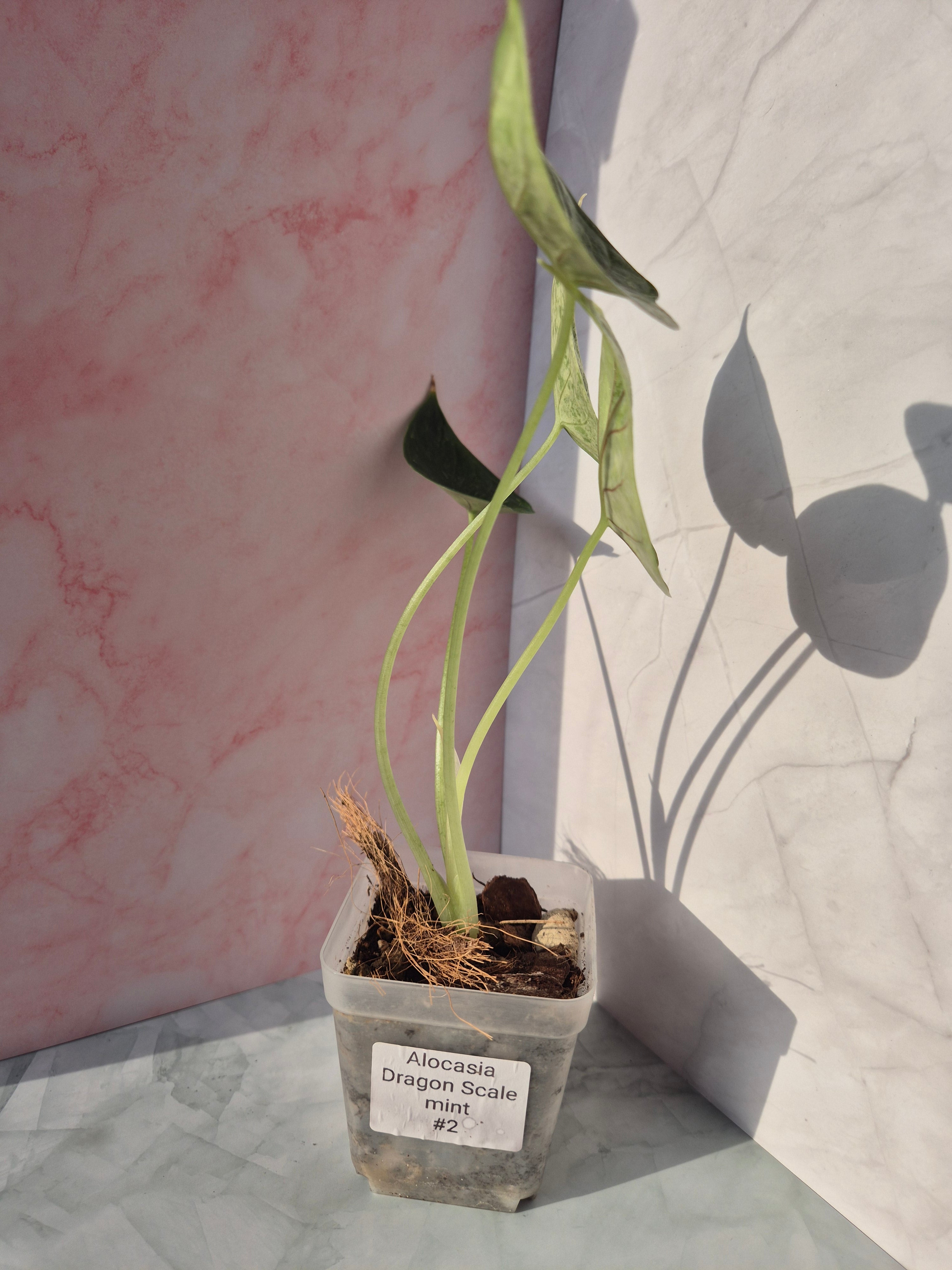 Alocasia Dragon Scale mint #2
