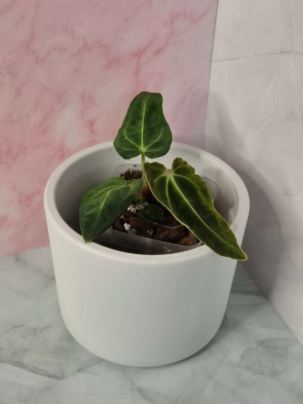 Anthurium Regale #20