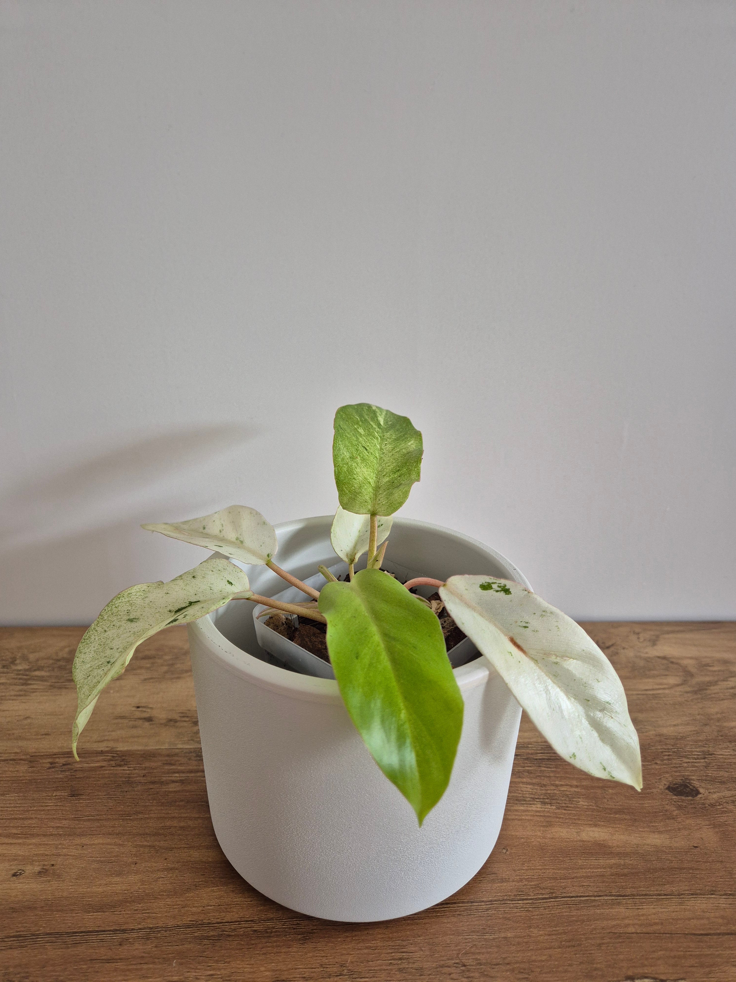 Philodendron Snowdrift #2