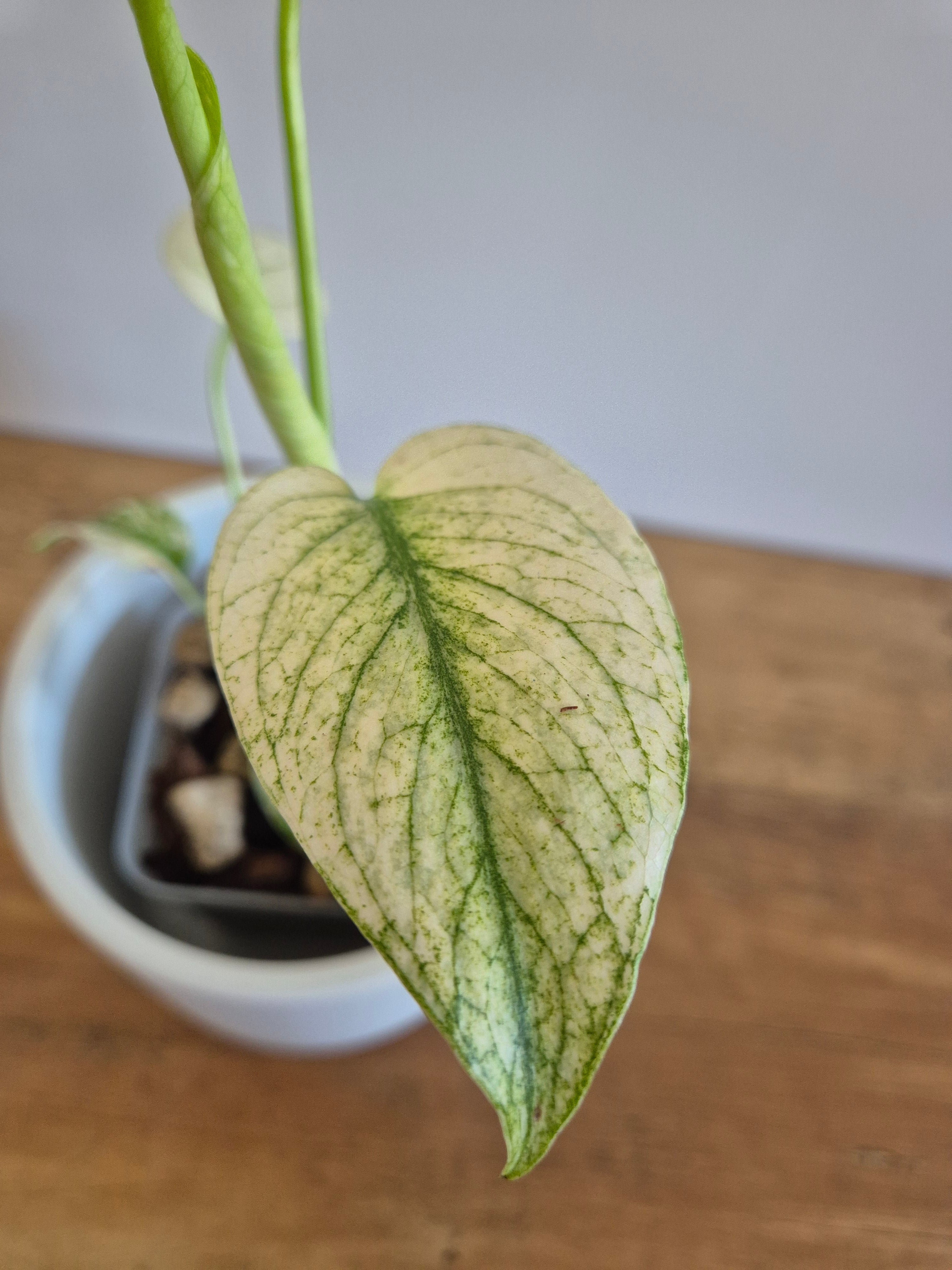 Monstera mint #1
