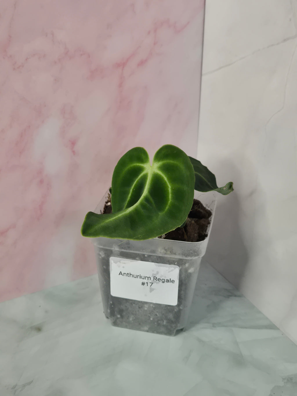 Anthurium Regale #17