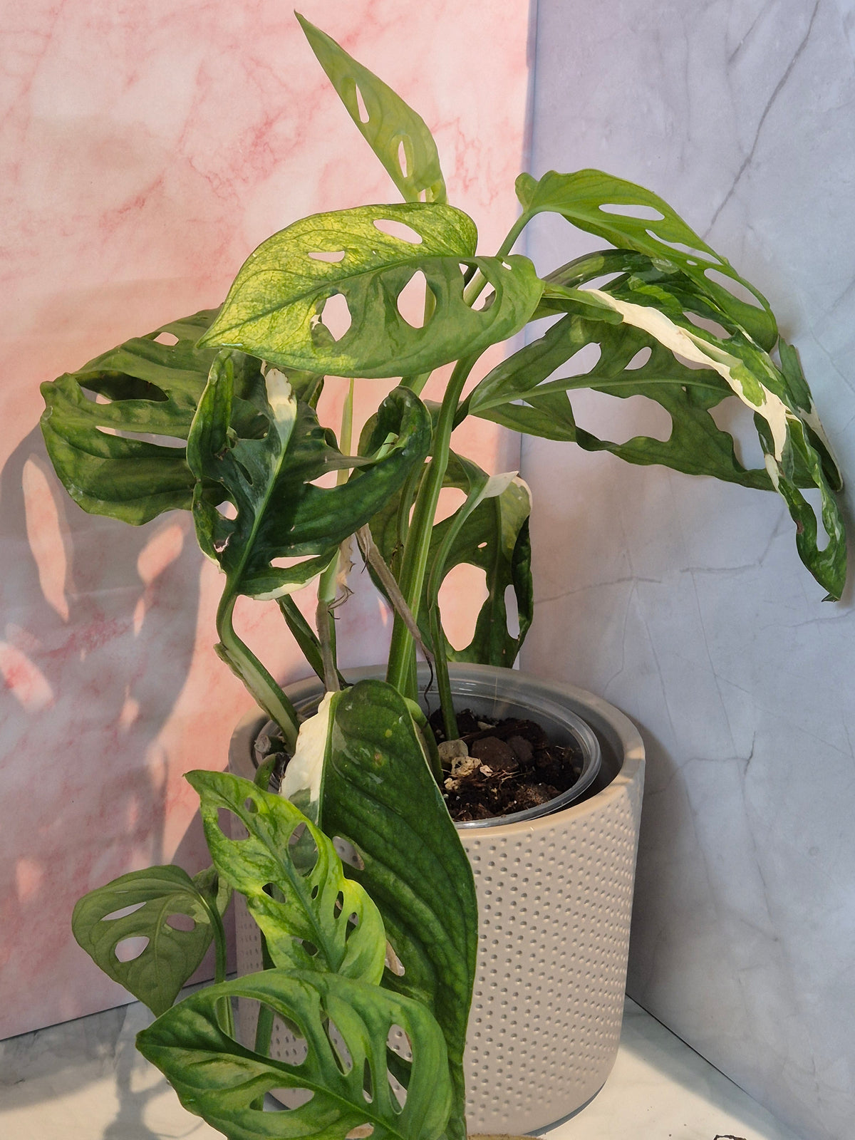 Monstera Adansonii Variegated #3