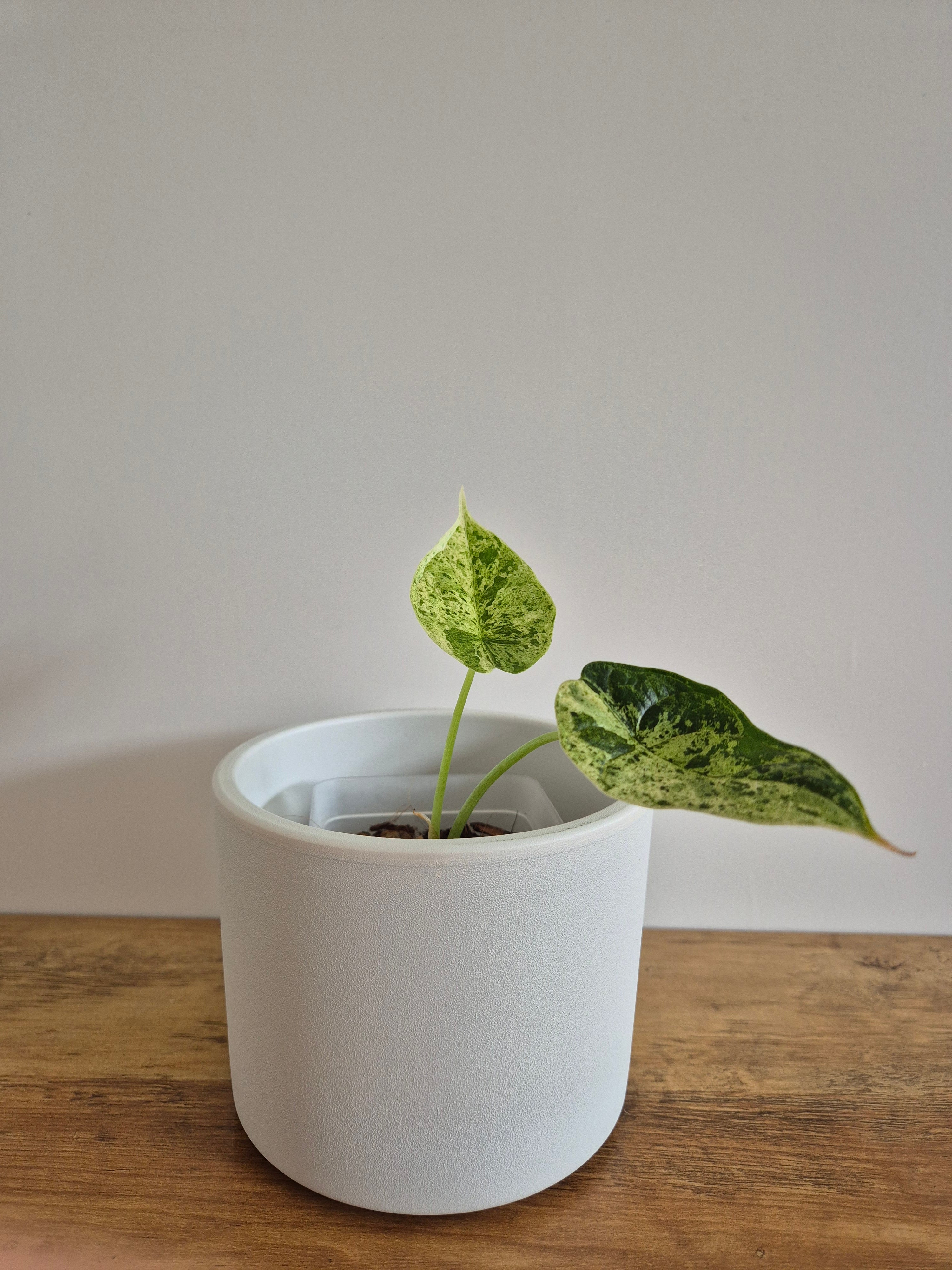 Alocasia Dragon Scale mint #4