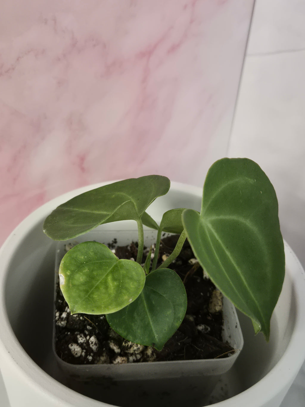 Anthurium Clarinervium #4