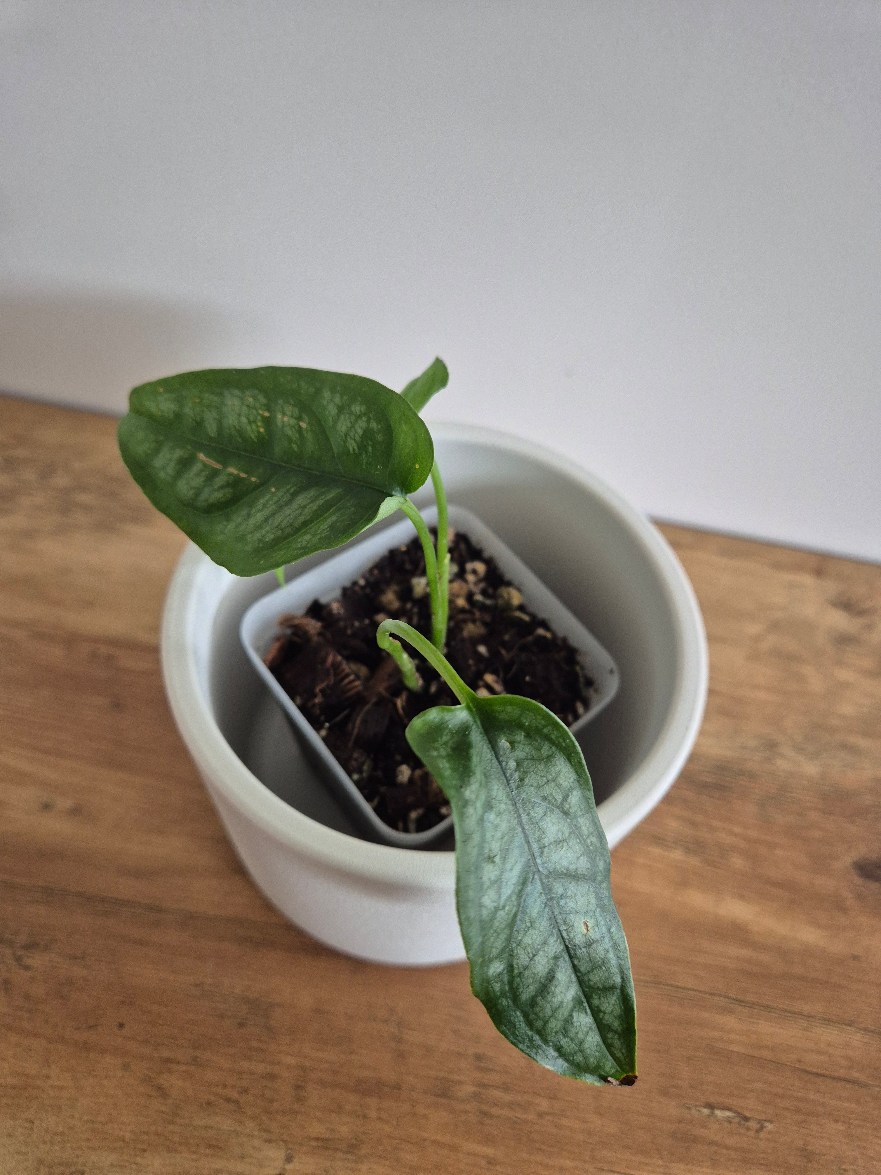 Monstera Siltepecana #5