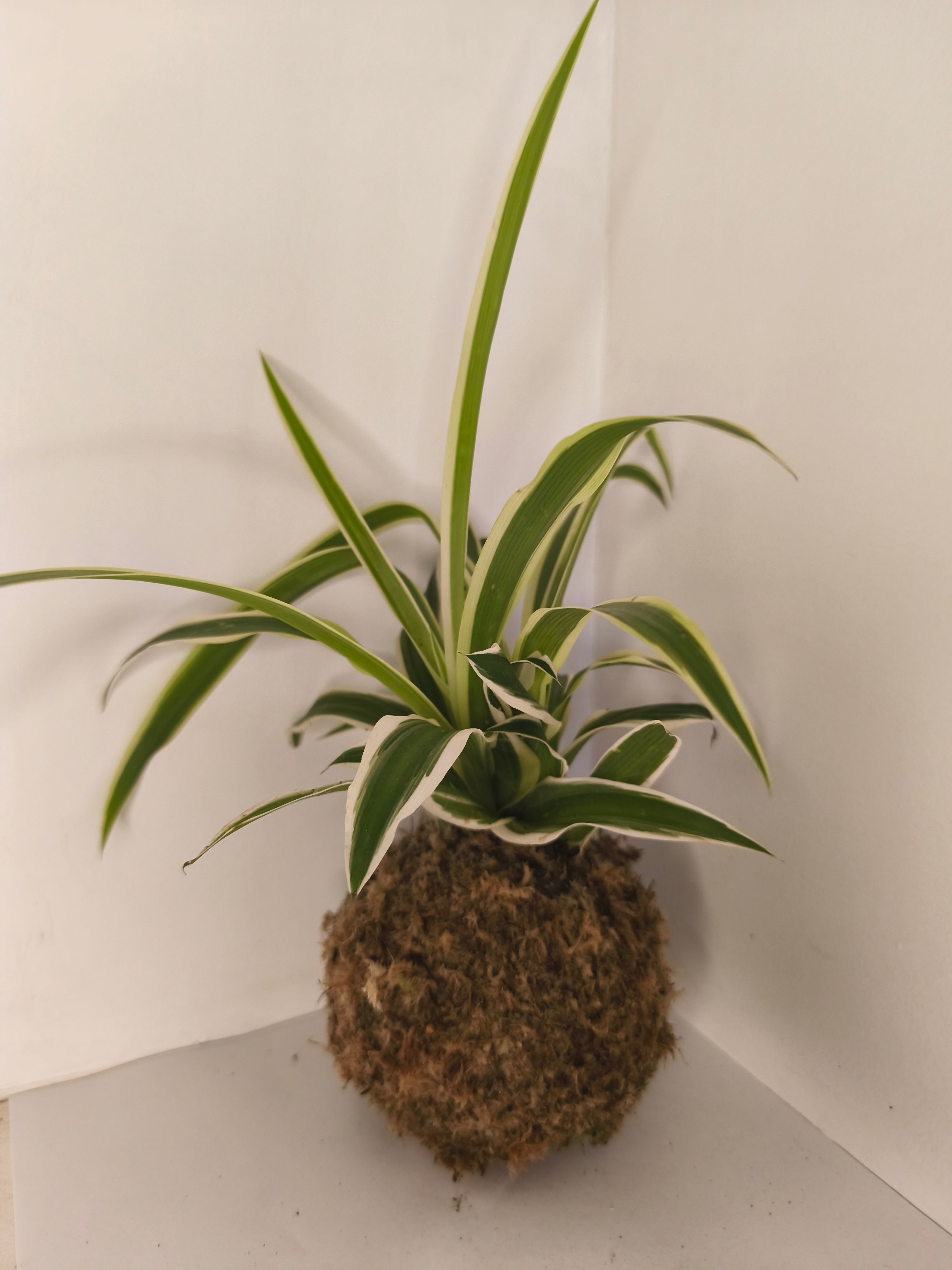 Kokedama #10