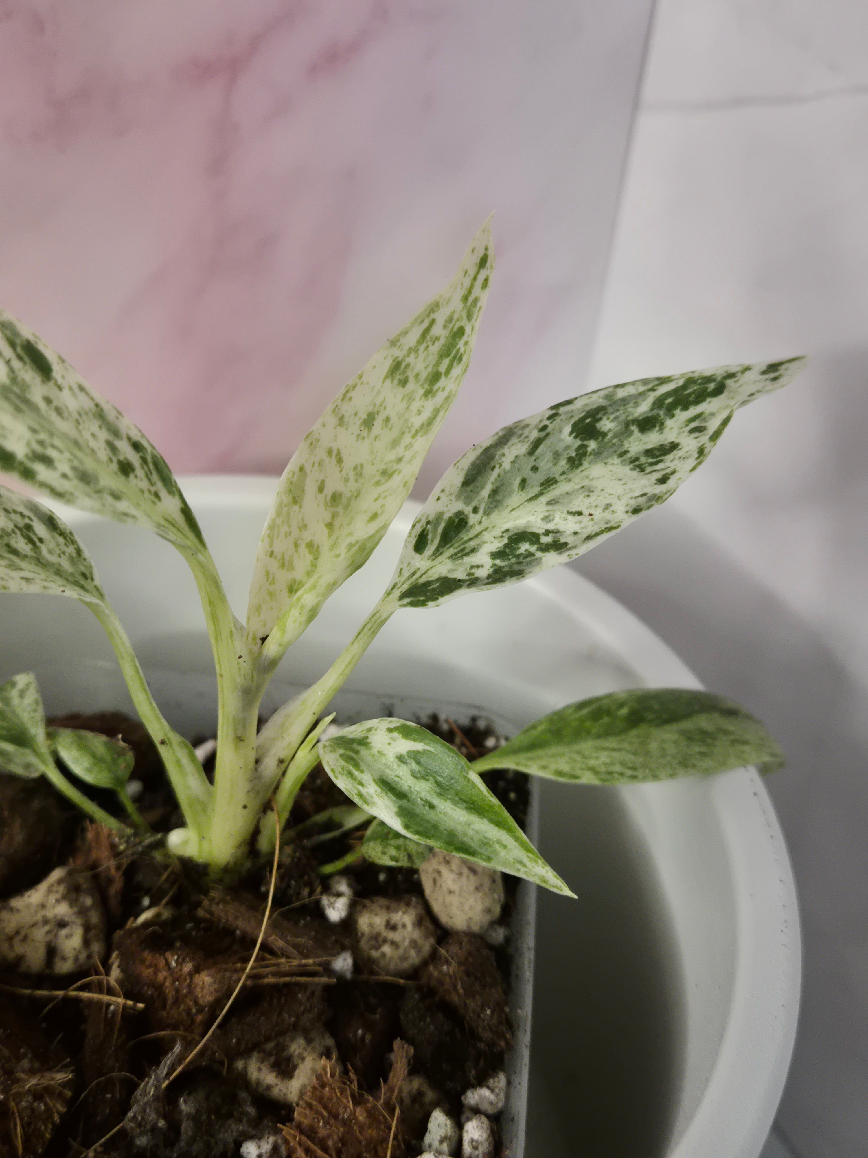 Rhaphidophora Puberula Variegata #12